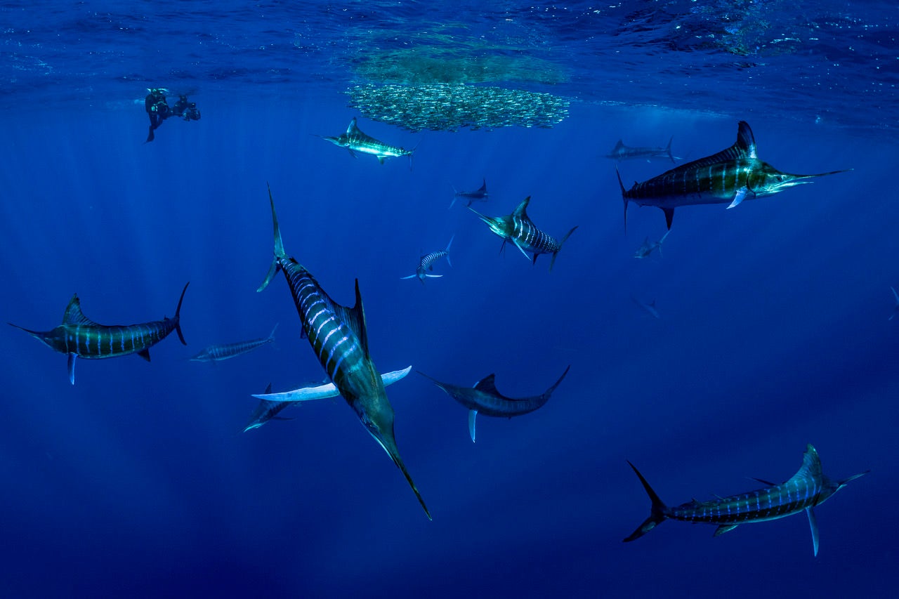 jpeg/Alpha-Universe-BTS-Paul-Nicklen-Marlins-1-1200_bounds641ldj.jpeg?height=1200&fit=bounds