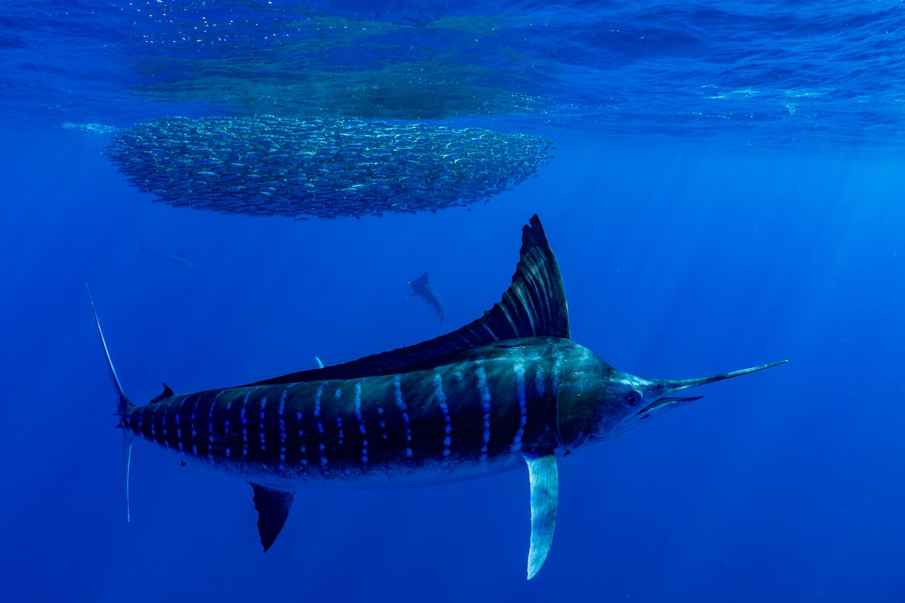 jpeg/Alpha-Universe-BTS-Paul-Nicklen-Marlins-2-1200_bounds50lnim.jpeg?height=1200&fit=bounds
