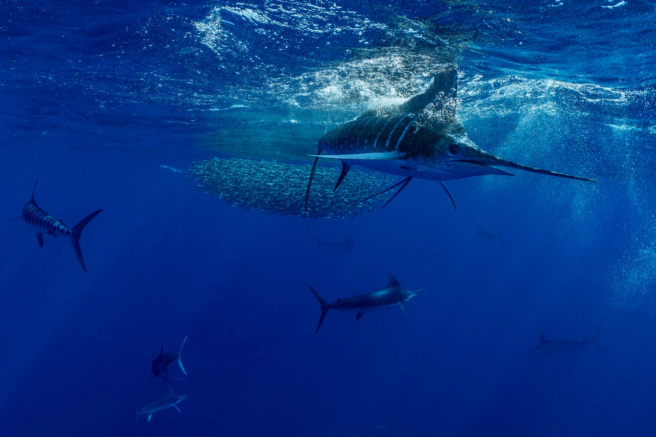 jpeg/Alpha-Universe-BTS-Paul-Nicklen-Marlins-3-1200_boundsafp4iz.jpeg?height=1200&fit=bounds