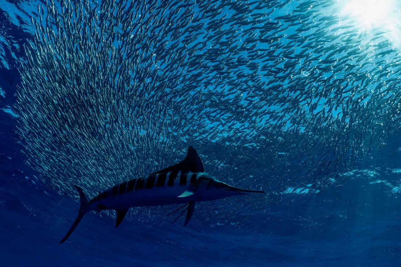 jpeg/Alpha-Universe-BTS-Paul-Nicklen-Marlins-442ilc0.jpeg?height=1200&fit=bounds