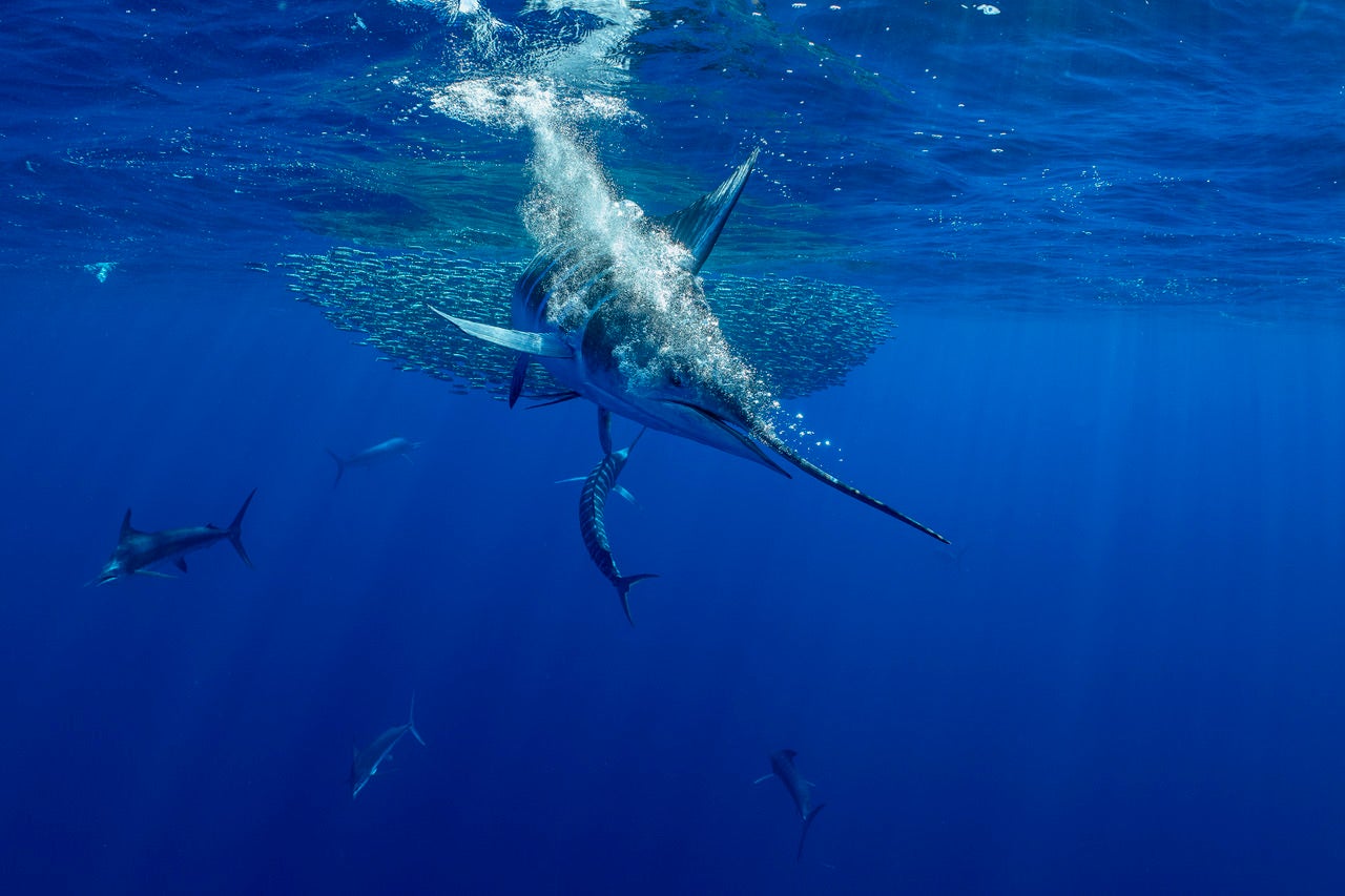 jpeg/Alpha-Universe-BTS-Paul-Nicklen-Marlins-5-1200_bounds3akoo7.jpeg?height=1200&fit=bounds