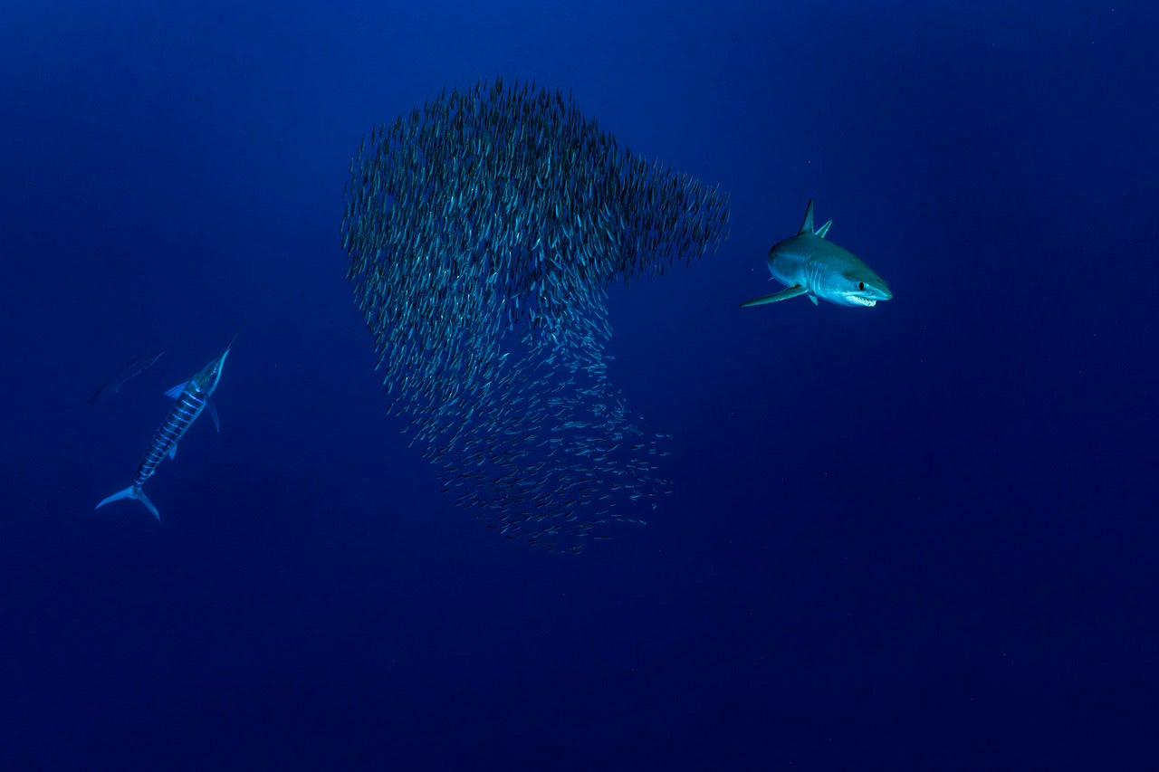jpeg/Alpha-Universe-BTS-Paul-Nicklen-Marlins-6-1200_bounds9ndgp1.jpeg?height=1200&fit=bounds