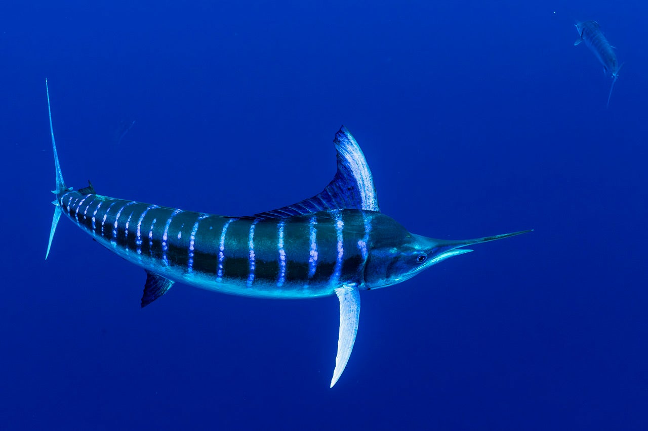 jpeg/Alpha-Universe-BTS-Paul-Nicklen-Marlins-8-1200_boundsqxbpye.jpeg?height=1200&fit=bounds