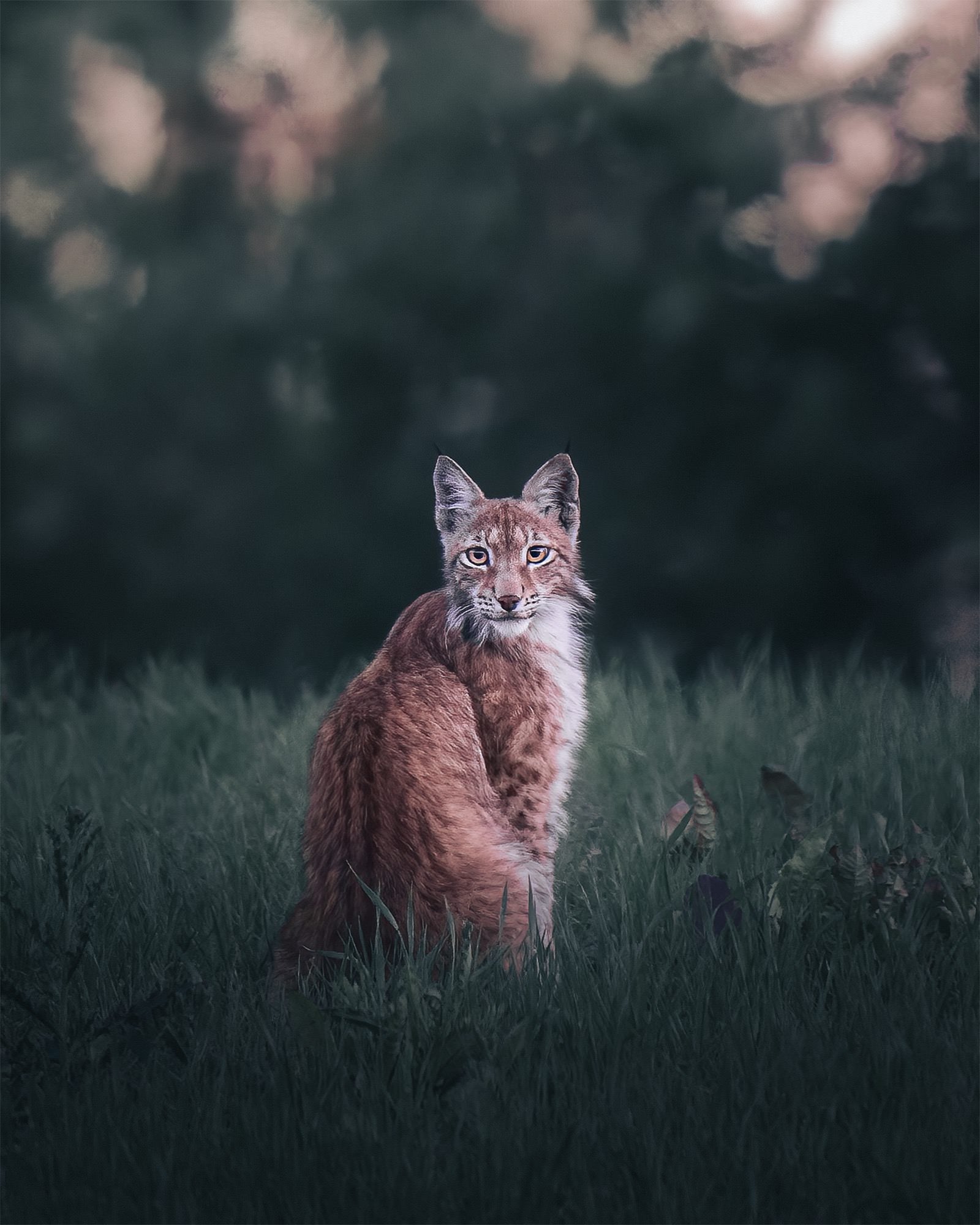 Photo by Petri M&auml;kitalo. Sony Alpha 1. Sony 400mm f/2.8 G Master. 1/100-sec., f/2.8, ISO 4000
