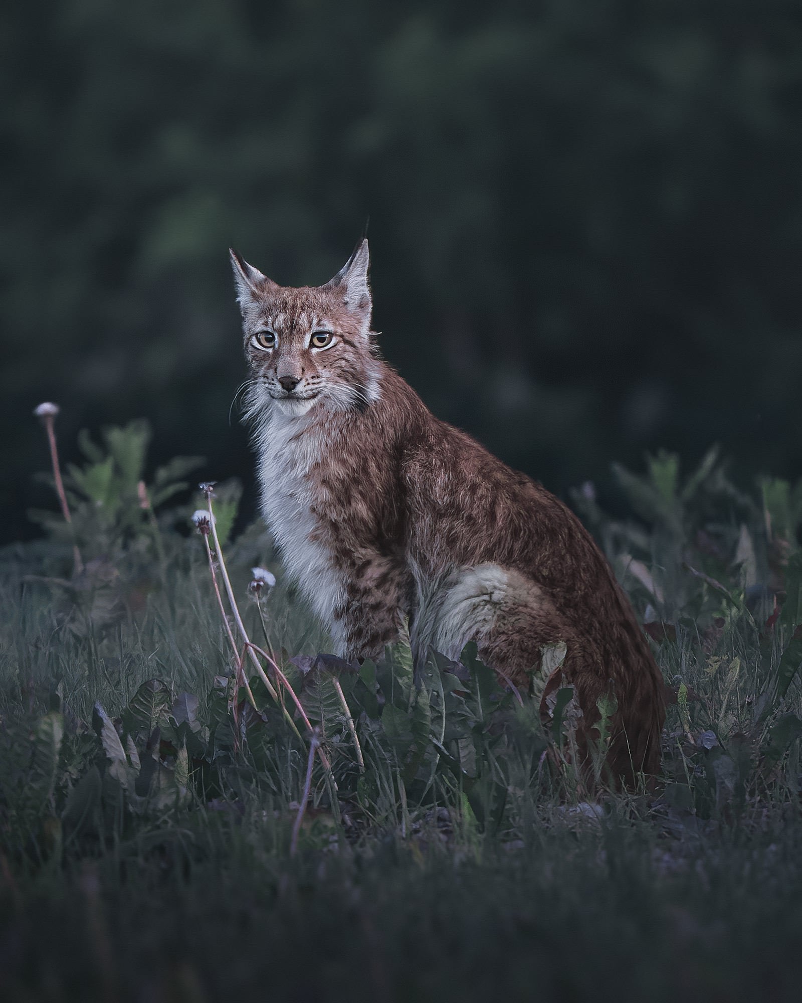 Photo by Petri M&auml;kitalo. Sony Alpha 1. Sony 400mm f/2.8 G Master. 1/30-sec., f/2.8, ISO 4000