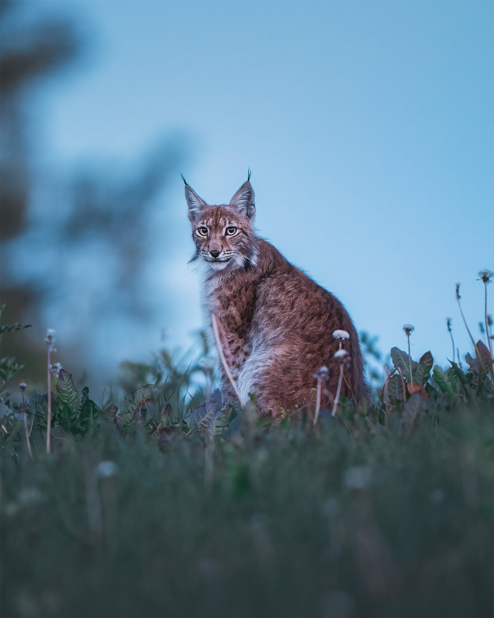 Photo by Petri M&auml;kitalo. Sony Alpha 1. Sony 400mm f/2.8 G Master. 1/13-sec., f/2.8, ISO 2000