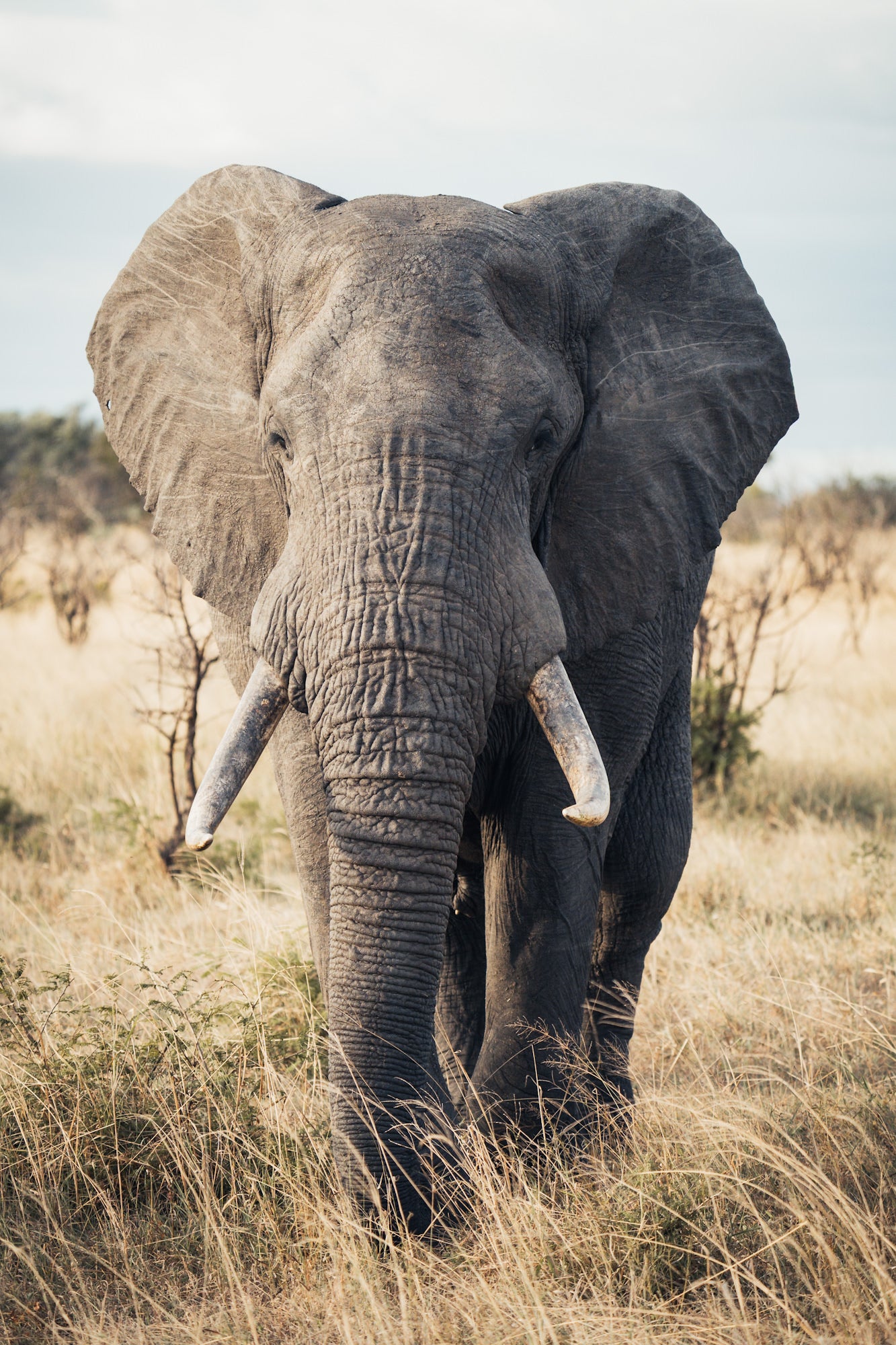 Elephant walking through field