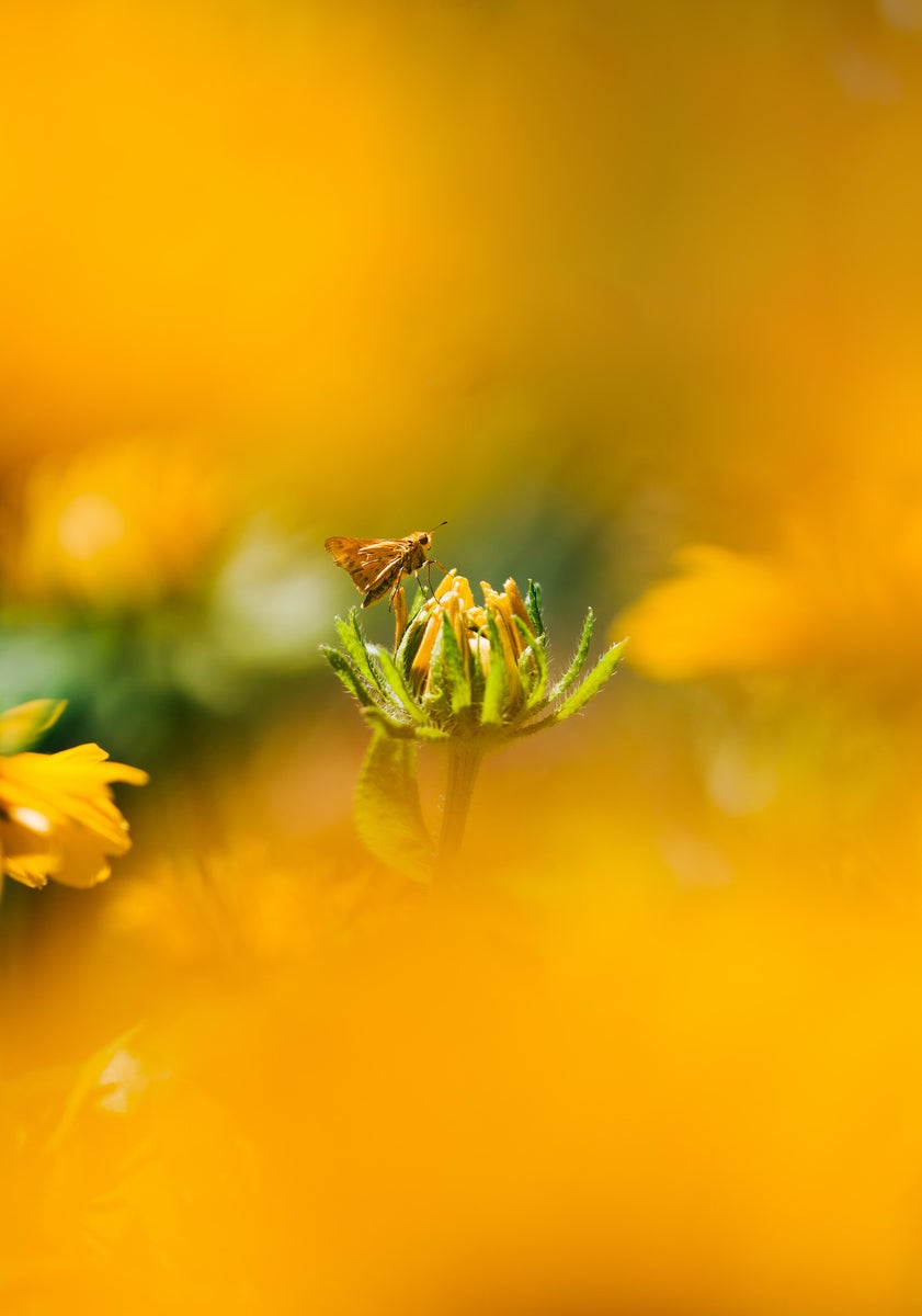 jpeg/Alpha-Universe-Gina-Danza-Botany-Bites-Moth-1200_boundshvhjmu.jpeg?height=1200&fit=bounds