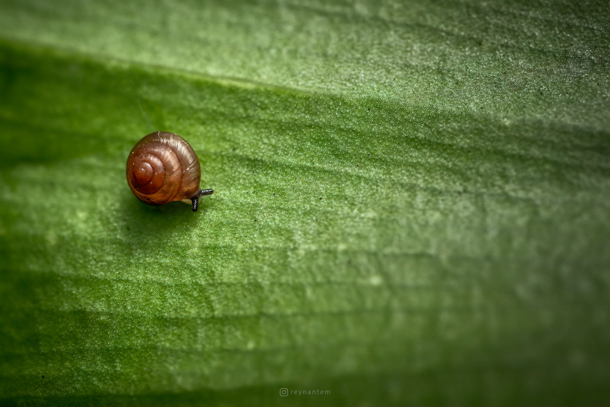Alpha-Universe-Macro-Reynante-Martinez-1.jpeg