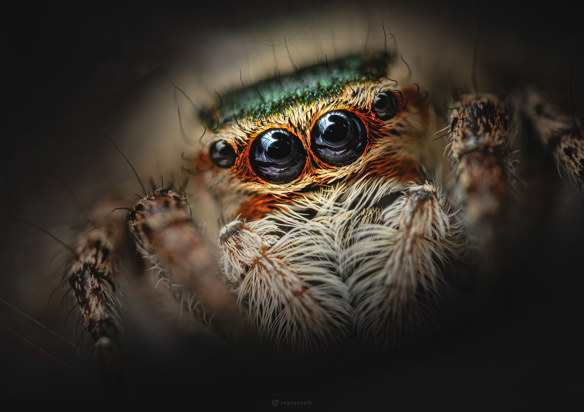Alpha-Universe-Macro-Reynante-Martinez-3.jpeg