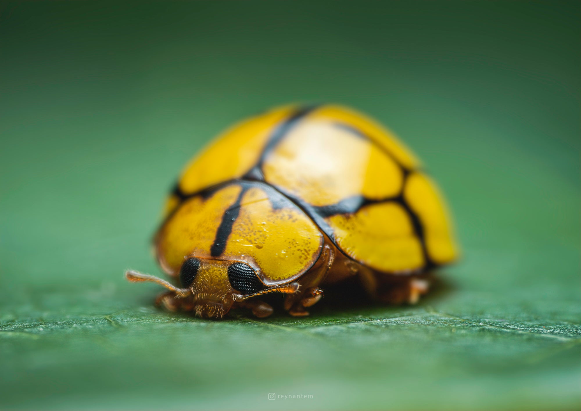 Alpha-Universe-Macro-Reynante-Martinez-5.jpeg