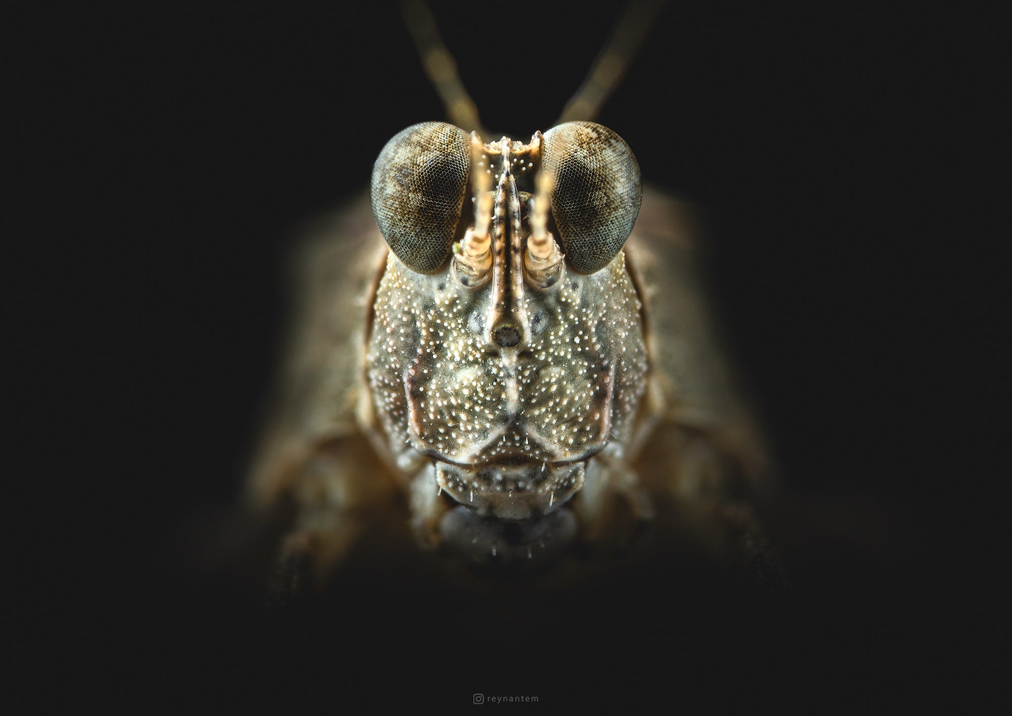 Alpha-Universe-Macro-Reynante-Martinez-8.jpeg
