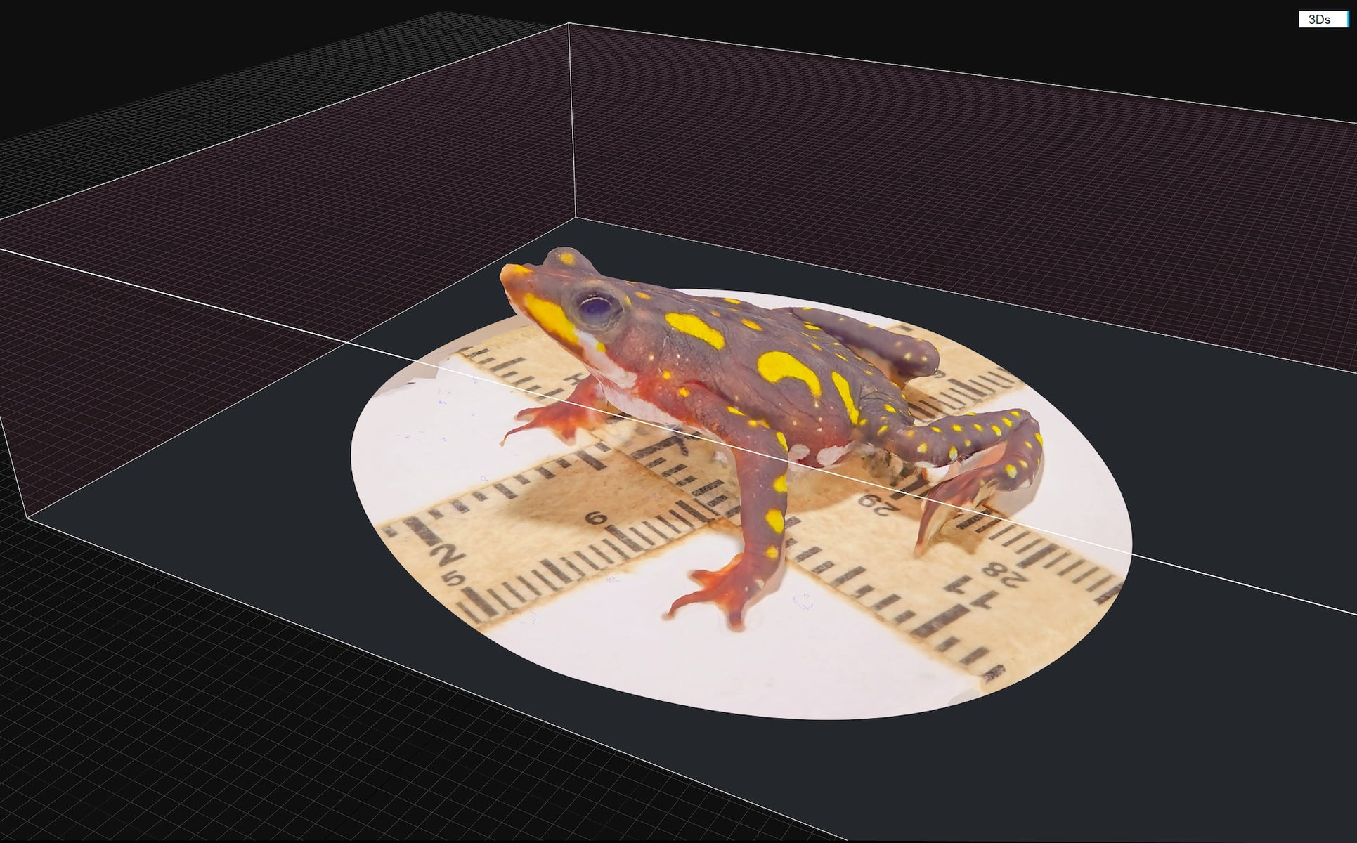 jpeg/Alpha-Universe-Scott-Trageser-Atelopus_Beauty_scene-1200_boundsrdmgov.jpeg?height=1200&fit=bounds
