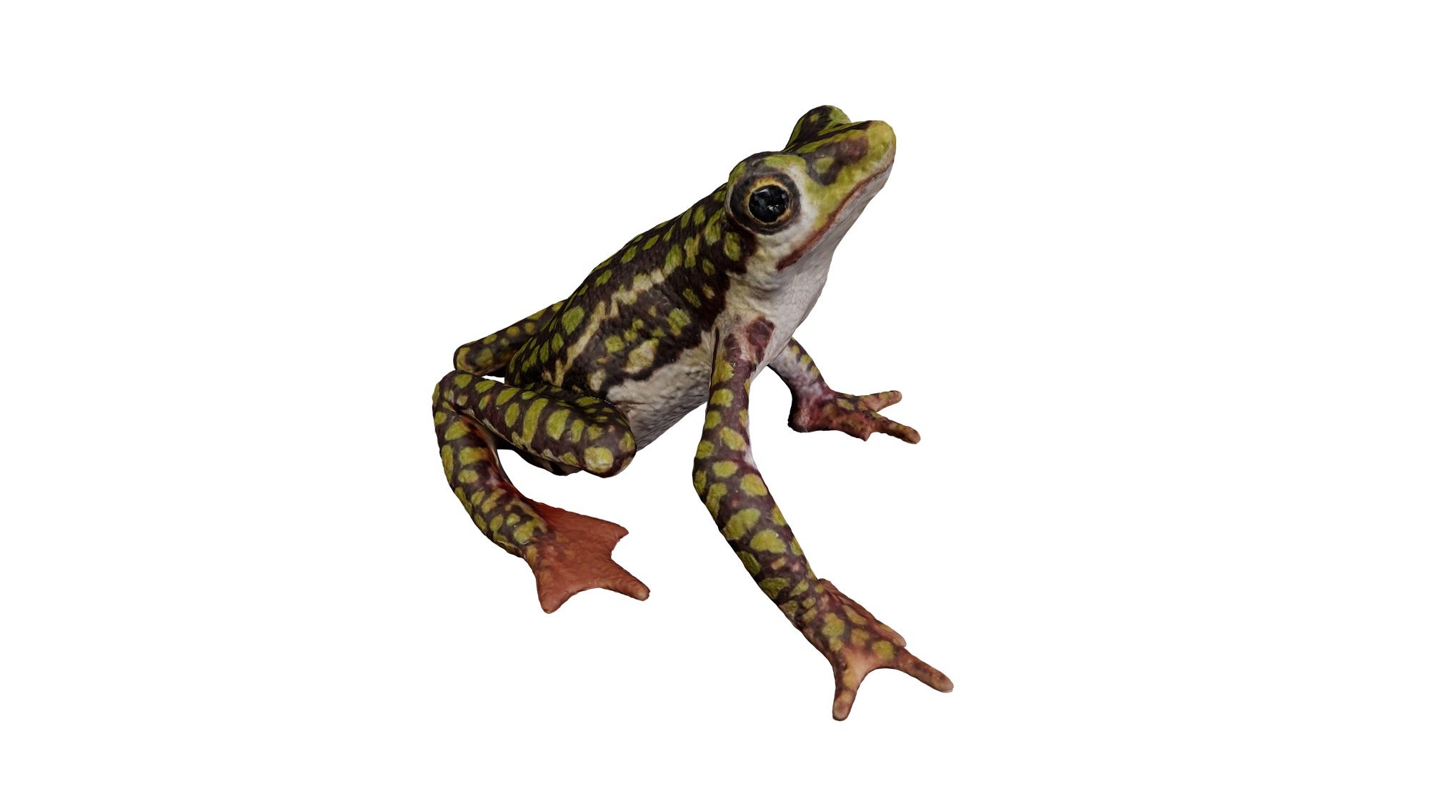 jpeg/Alpha-Universe-Scott-Trageser-atelopus3_transparent_background-1200_boundsz906fo.jpeg?height=1200&fit=bounds