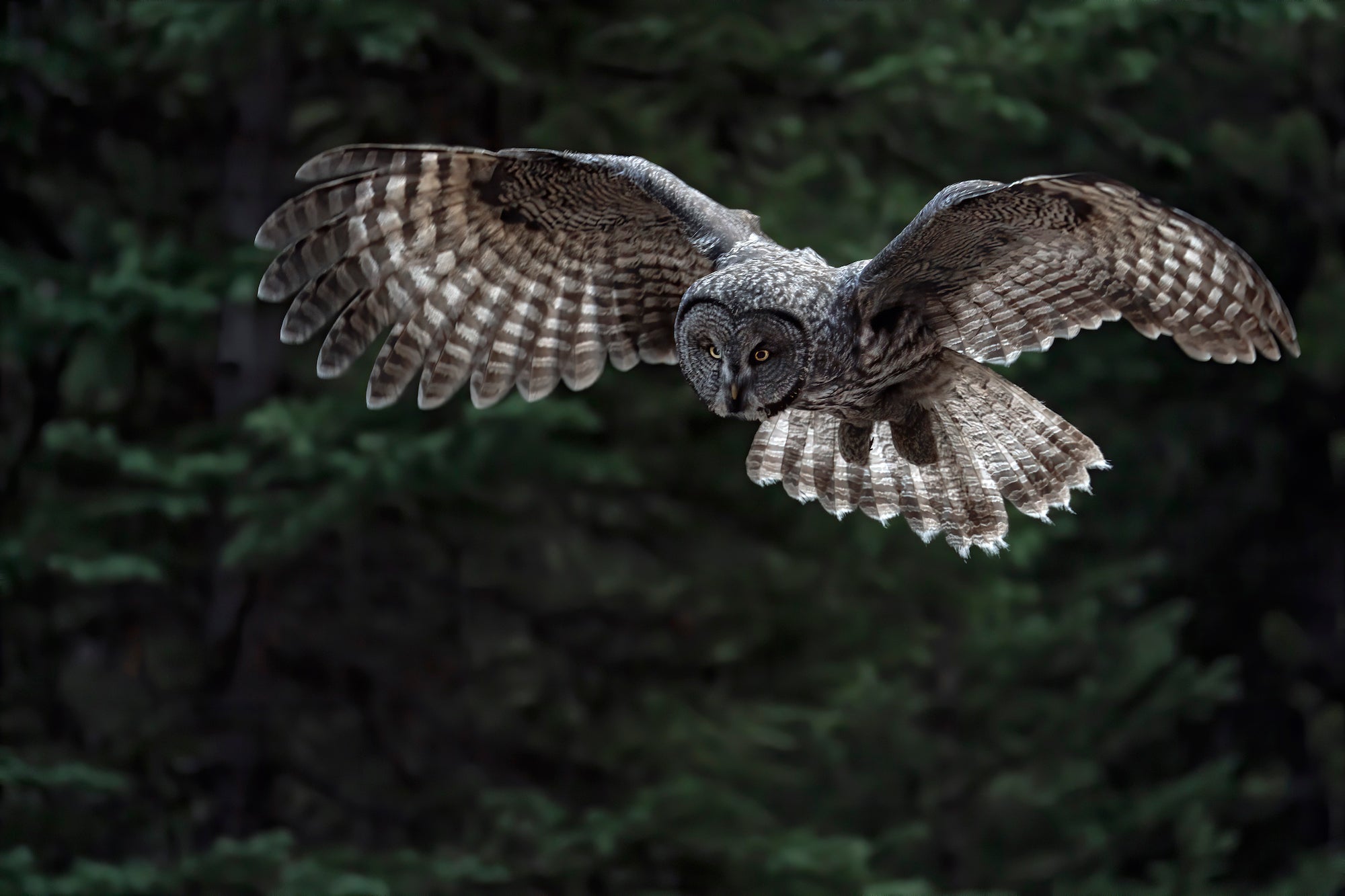 Alpha-Universe-WIMB-KAR-Photography-200-600mm-2.jpeg