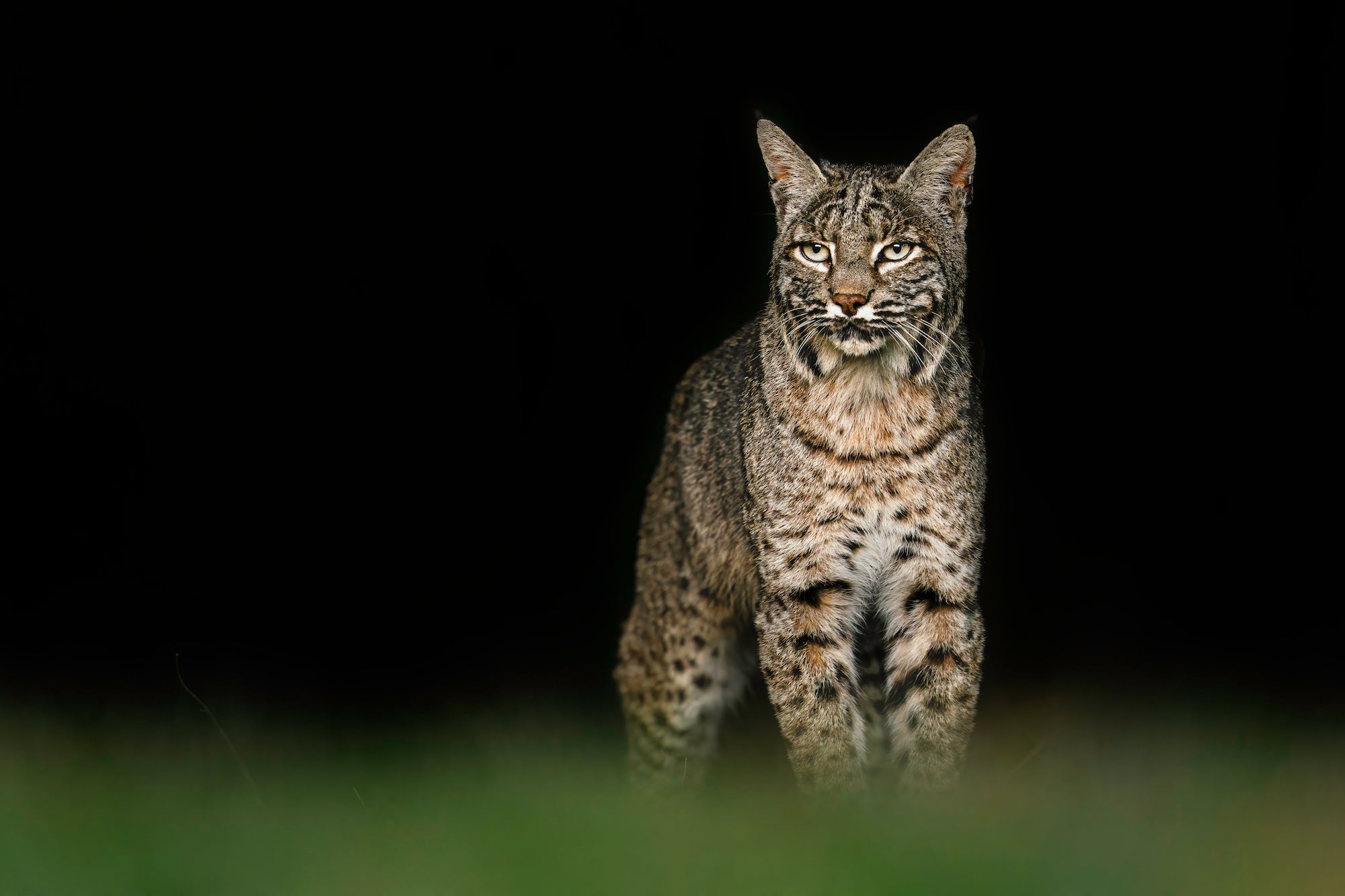 Alpha-Universe-WIMB-KAR-Photography-400mm-1.jpeg