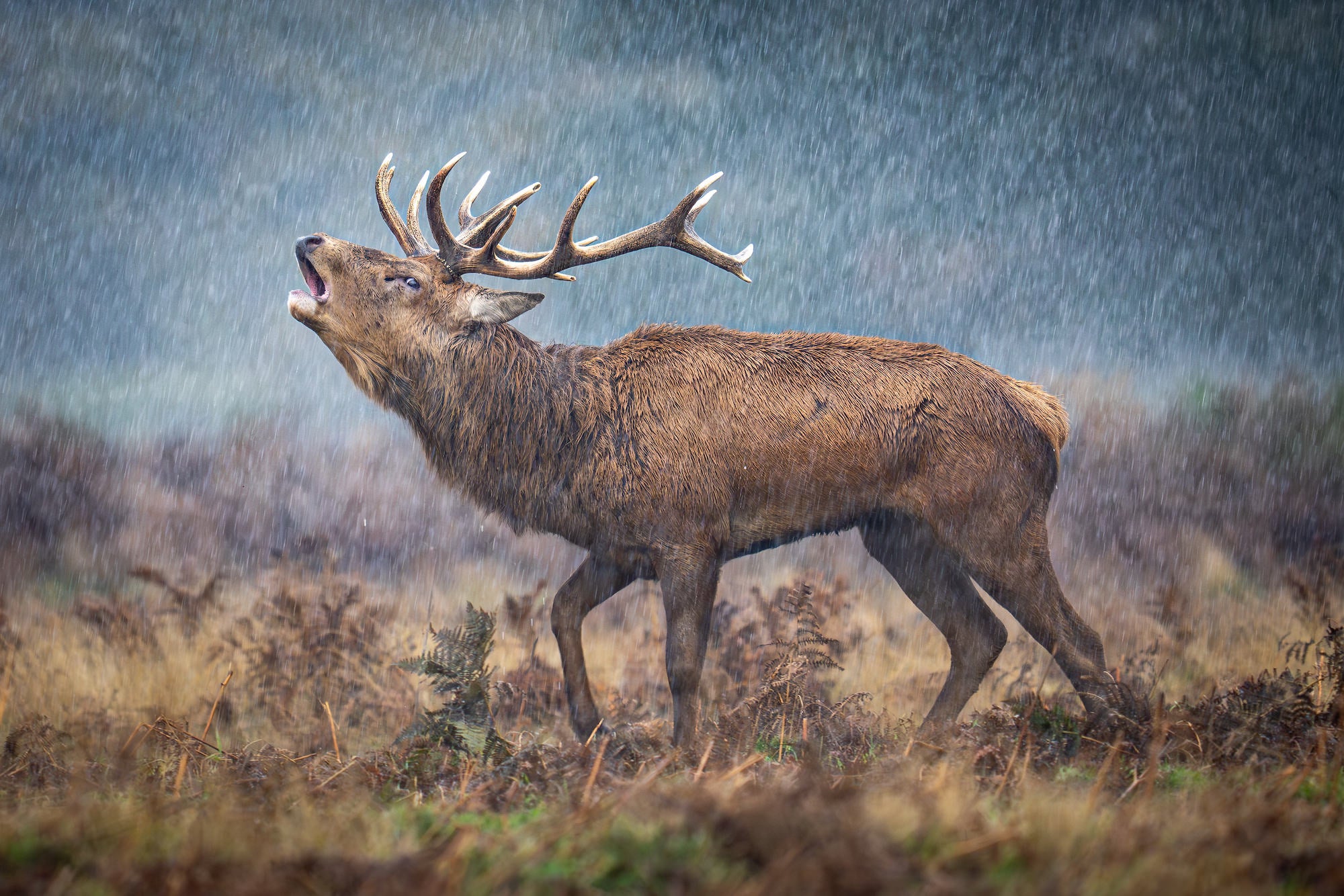 Photo by Paul Browning. Sony Alpha 1. Sony 400mm f/2.8 G Master. 1/250-sec., f/2.8, ISO 500