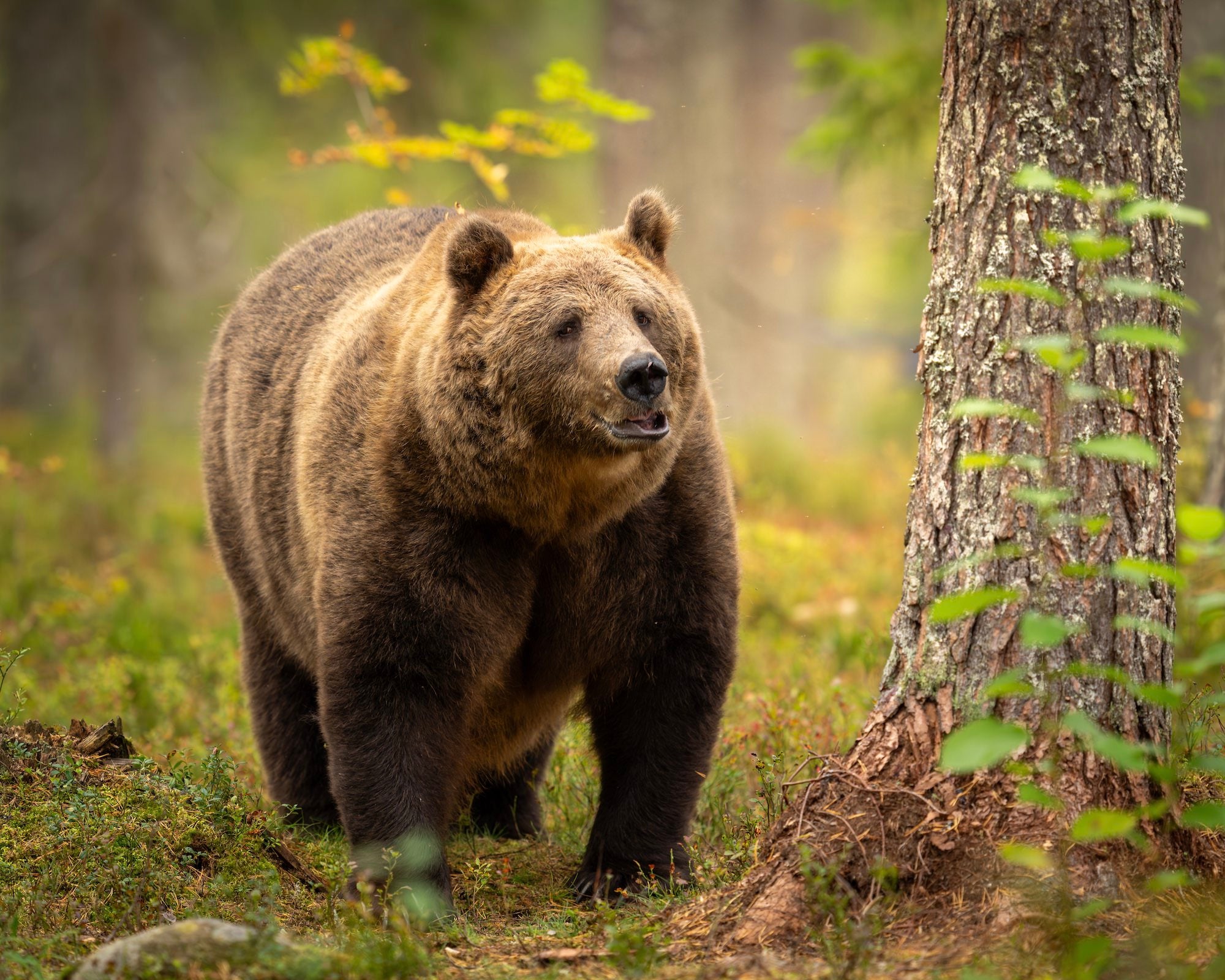 Photo by Paul Browning. Sony Alpha 1. Sony 400mm f/2.8 G Master. 1/640-sec., f/3.5, ISO 500