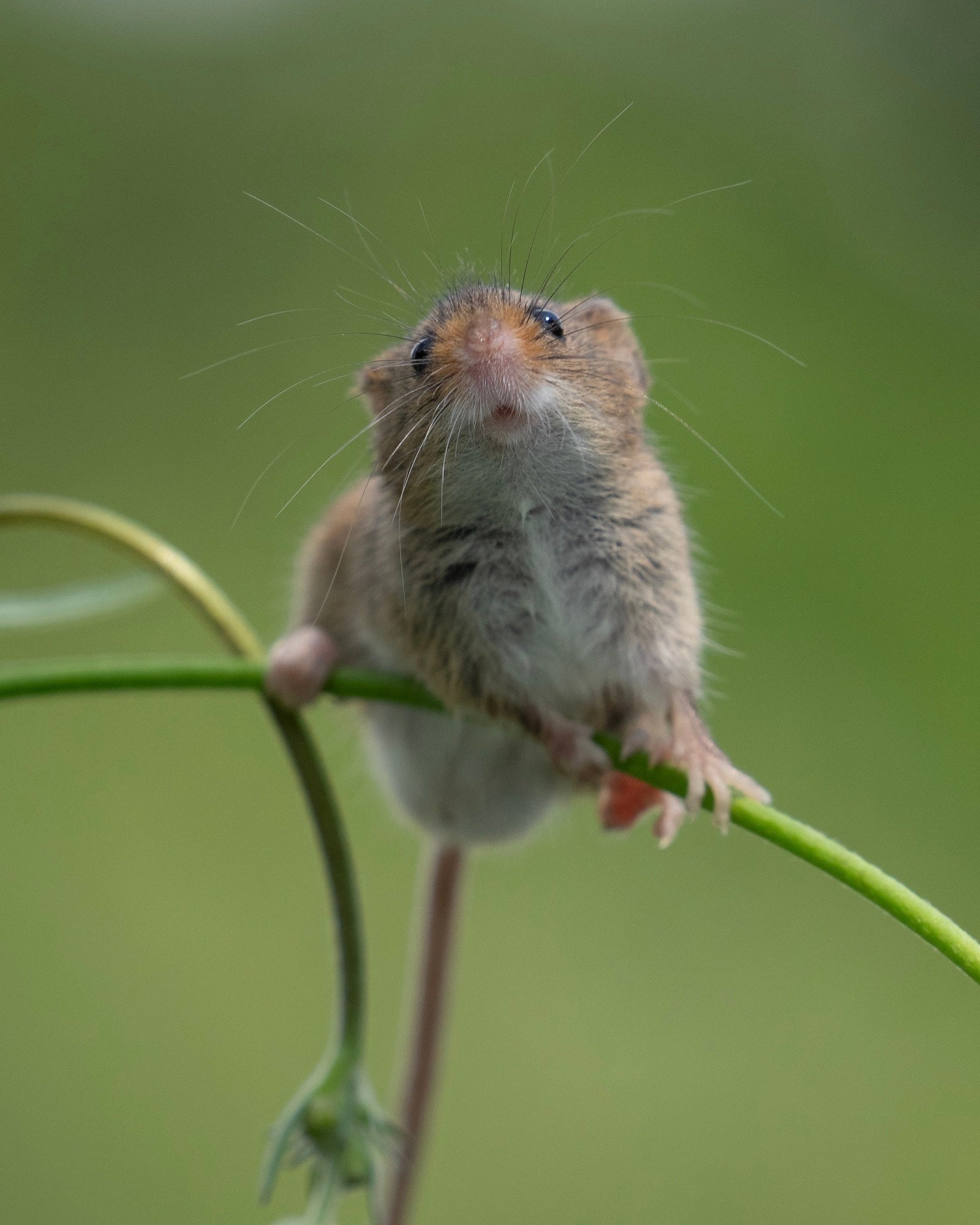 Photo by Paul Browning. Sony Alpha 1. Sony 70-200mm f/2.8 G Master. 1/1000-sec., f/6.3, ISO 500