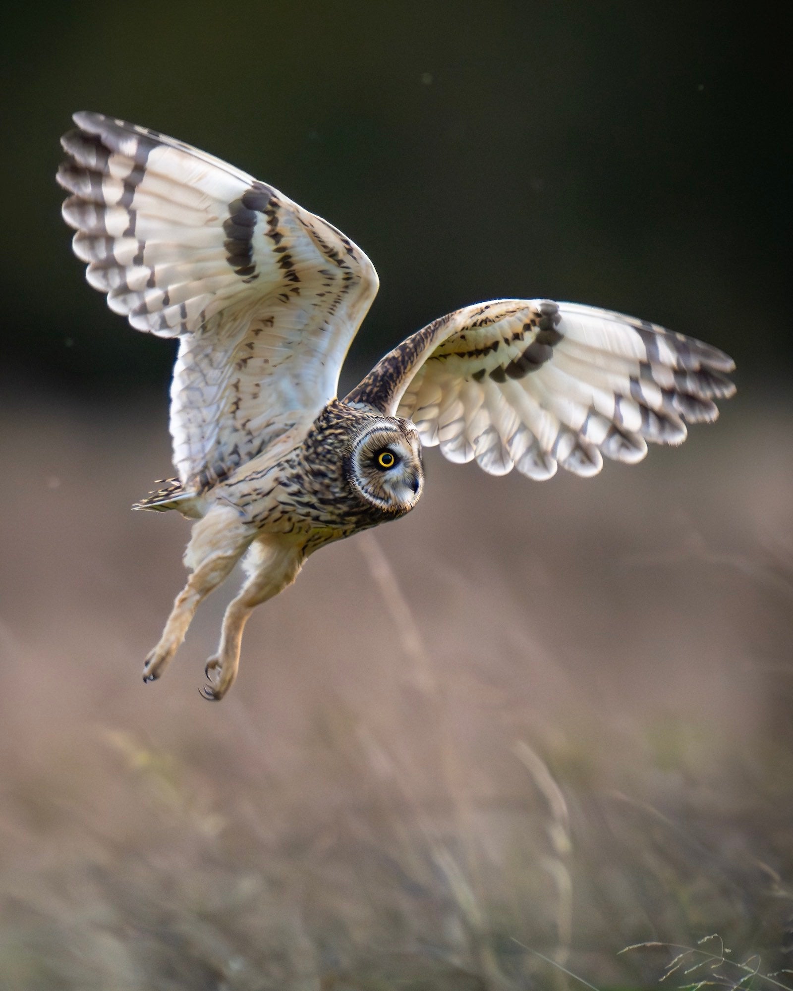 Photo by Paul Browning. Sony Alpha 1. Sony 400mm f/2.8 G Master + 1.4X TC. 1/1250-sec., f/4, ISO 1000
