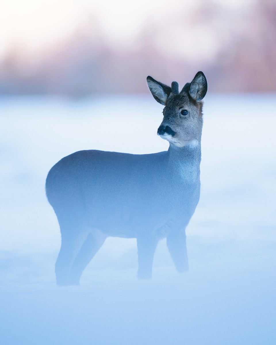 jpeg/Alpha-Universe-WIMB-Petri-Ma-kitalo-23-1200_bounds64rxr3.jpeg?height=1200&fit=bounds
