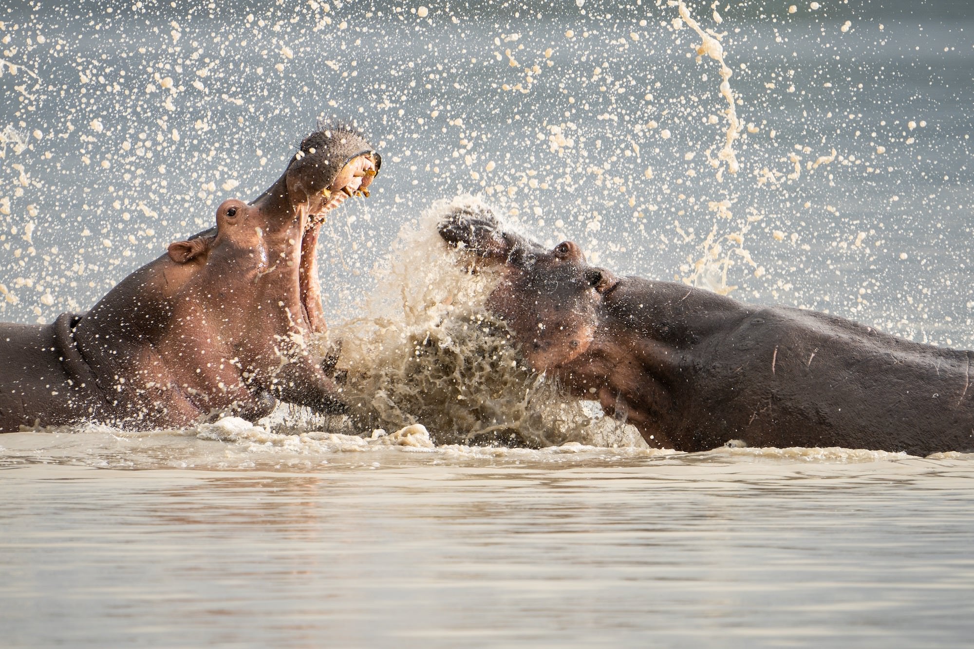 Photo by Journey Glimpse. Sony Alpha 7R IV. Sony 200-600mm f/5.6-6.3 G. 1/800-sec., f/6.3, ISO 200