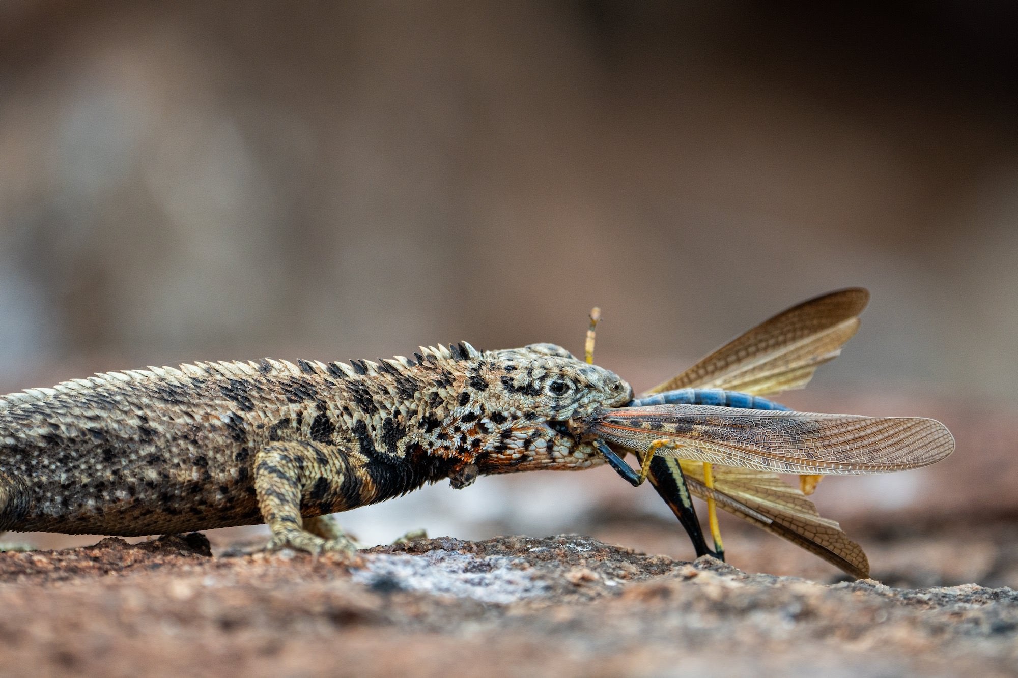 Photo by Journey Glimpse. Sony Alpha 6600. Sony 200-600mm f/5.6-6.3 G. 1/1600-sec., f/6.3, ISO 640