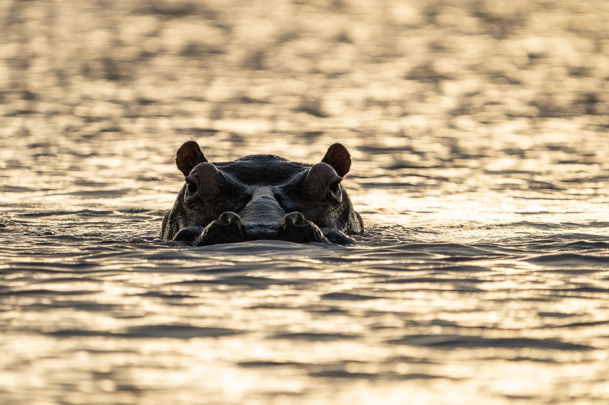 Photo by Journey Glimpse. Sony Alpha 7R IV. Sony 200-600mm f/5.6-6.3 G. 1/500-sec., f/6.3, ISO 800