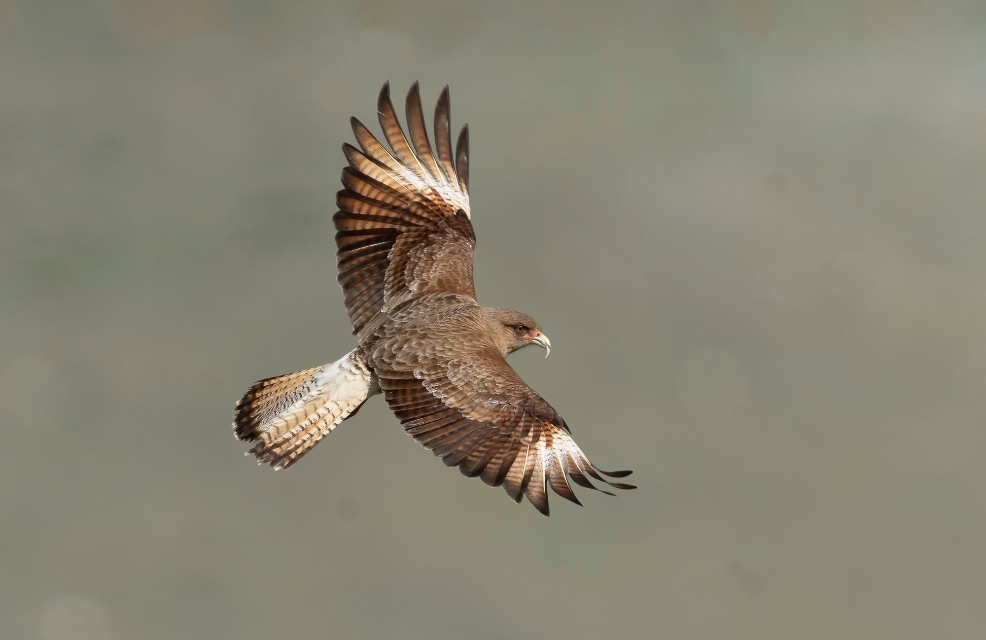 Photo by Melissa Groo. Sony Alpha 9 II. Sony 600mm f/4 G Master. 1/4000-sec., f/7.1, ISO 1000