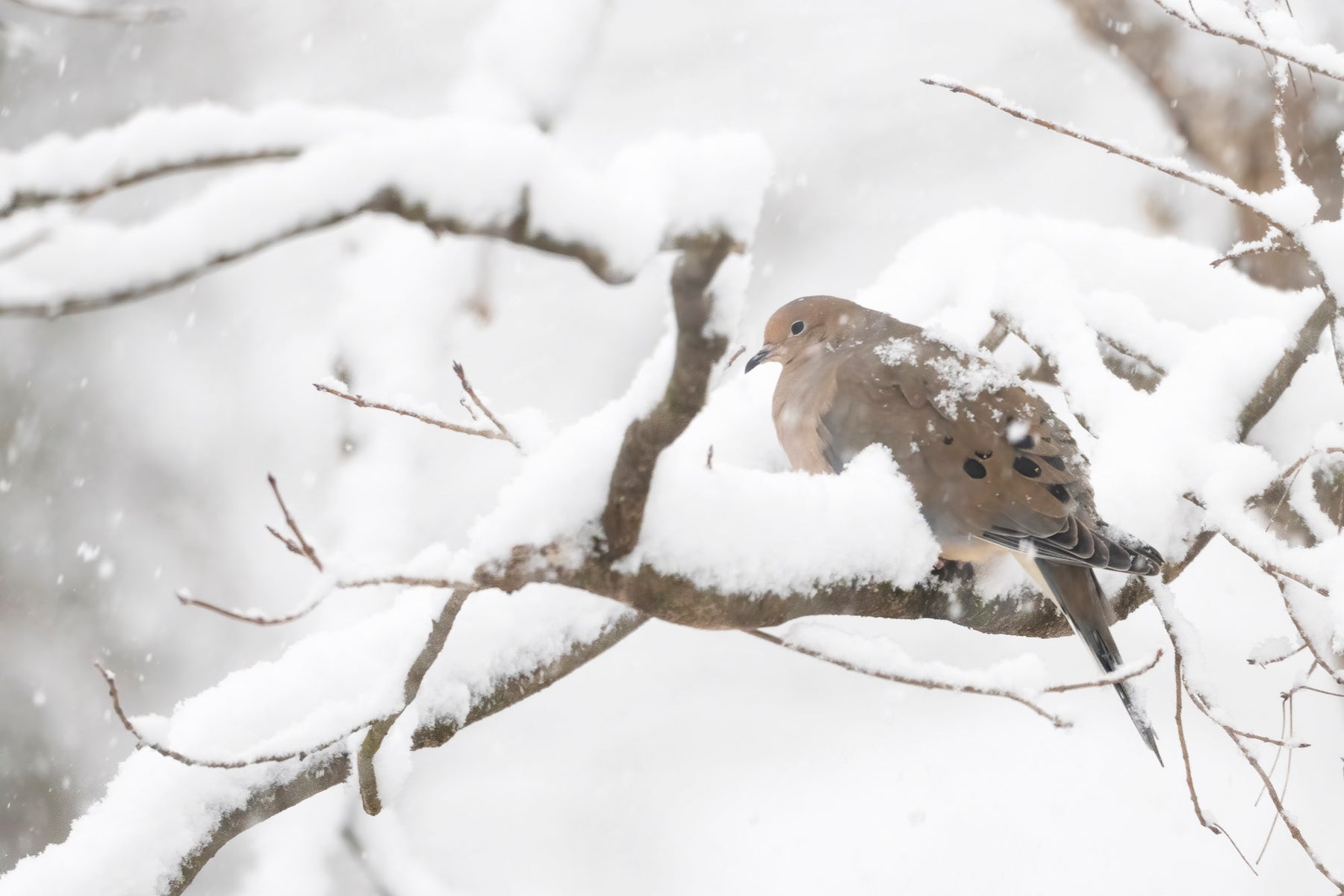 jpeg/Alpha-Universe-Winter-Birds-Tips-Melissa-Groo-11-1200_boundsbi2cld.jpeg?height=1200&fit=bounds