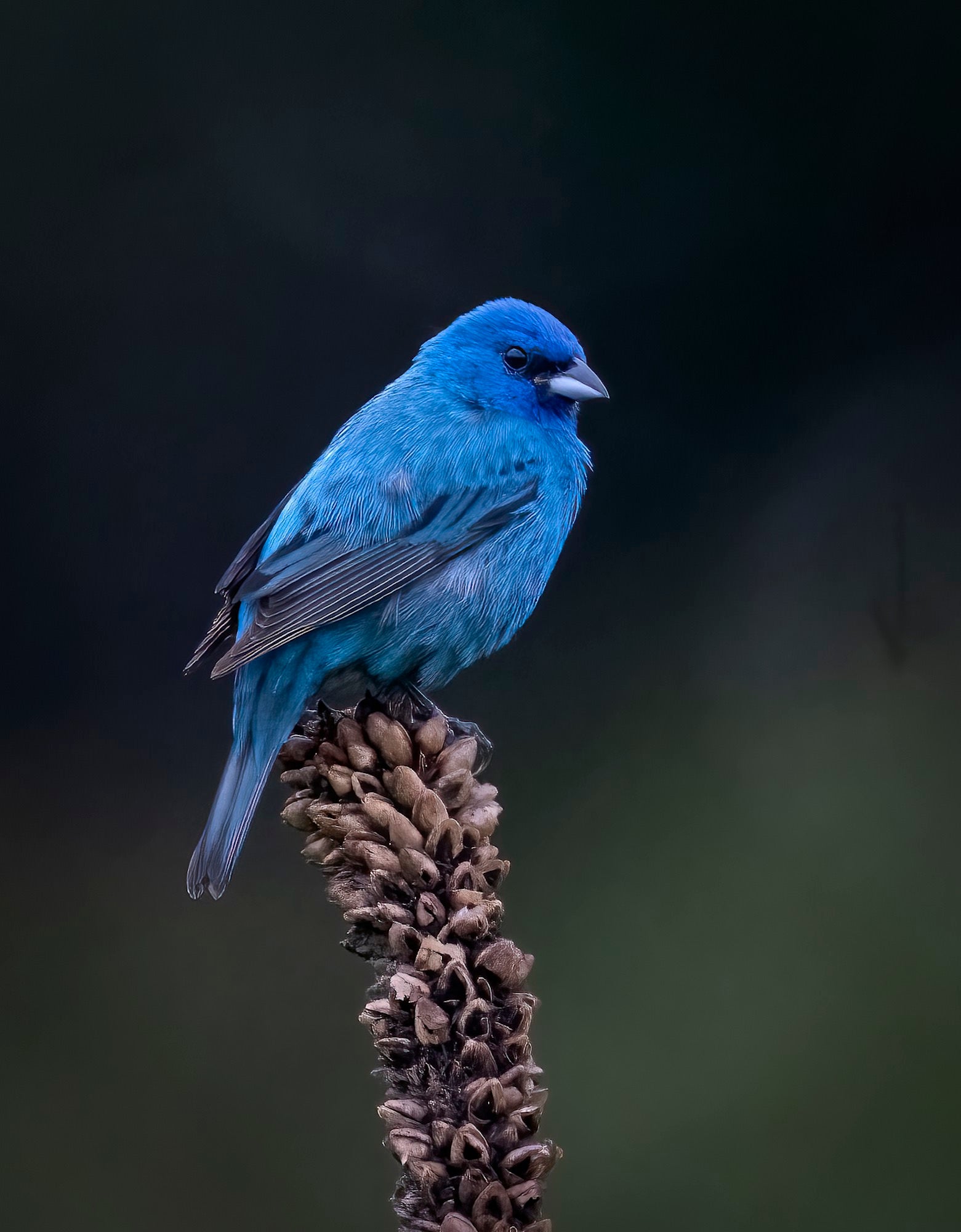 Photo by Melissa Groo. Sony Alpha 1. Sony 600mm f/4 G Master + 1.4X TC. 1/2000-sec., f/5.6, ISO 1600