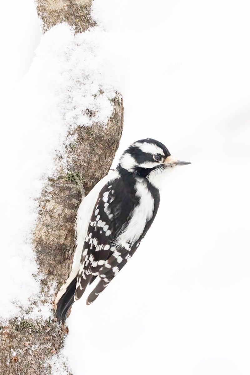 jpeg/Alpha-Universe-Winter-Birds-Tips-Melissa-Groo-3-1200_boundsruy6ui.jpeg?height=1200&fit=bounds