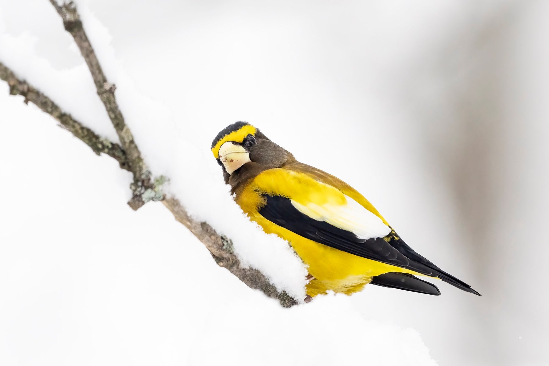 jpeg/Alpha-Universe-Winter-Birds-Tips-Melissa-Groo-4-1200_boundst6m3fi.jpeg?height=1200&fit=bounds
