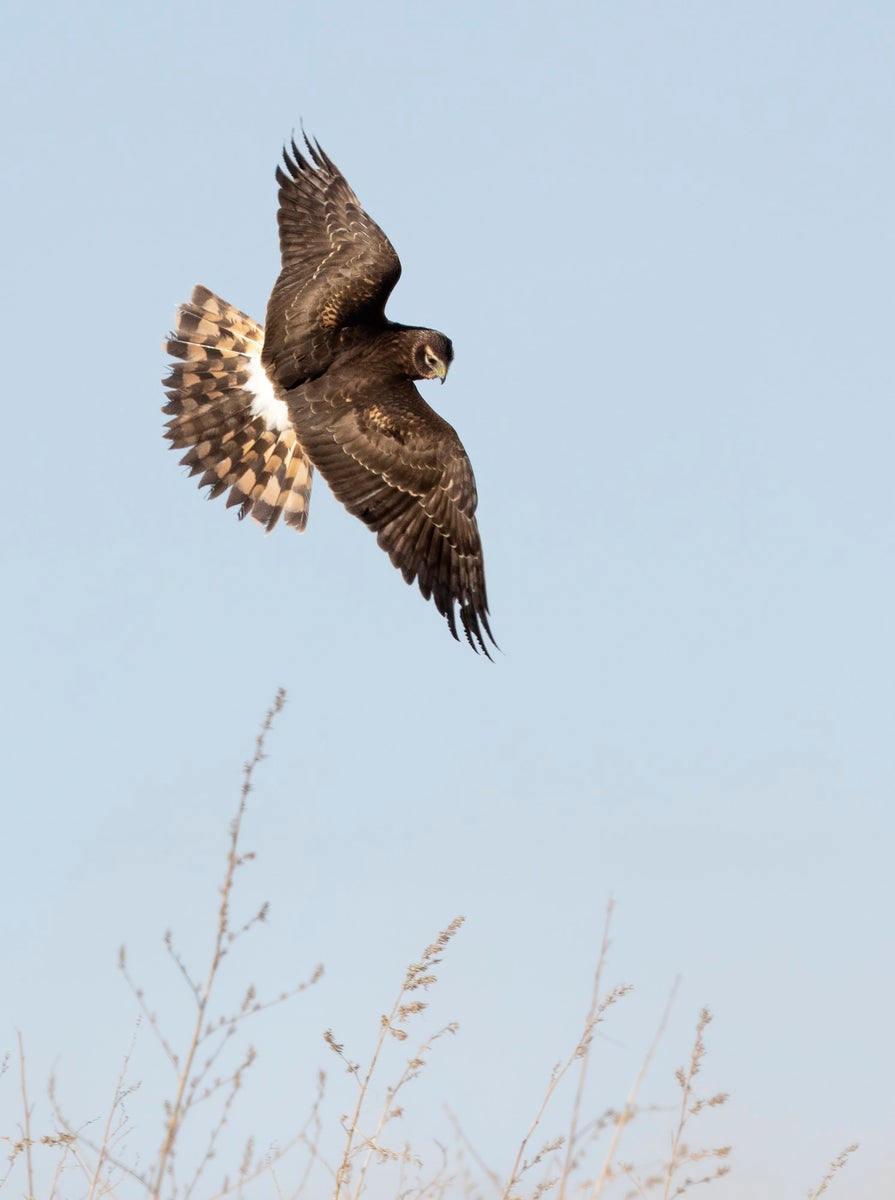 jpeg/Alpha-Universe-Winter-Birds-Tips-Melissa-Groo-6-1200_boundsnbldfn.jpeg?height=1200&fit=bounds