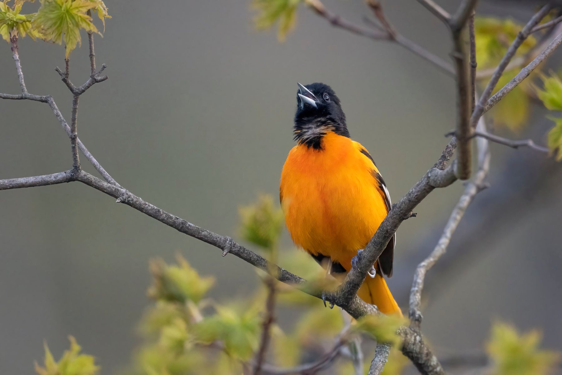 jpeg/Alpha-Universe-Winter-Birds-Tips-Melissa-Groo-7-1200_boundsjae8kv.jpeg?height=1200&fit=bounds