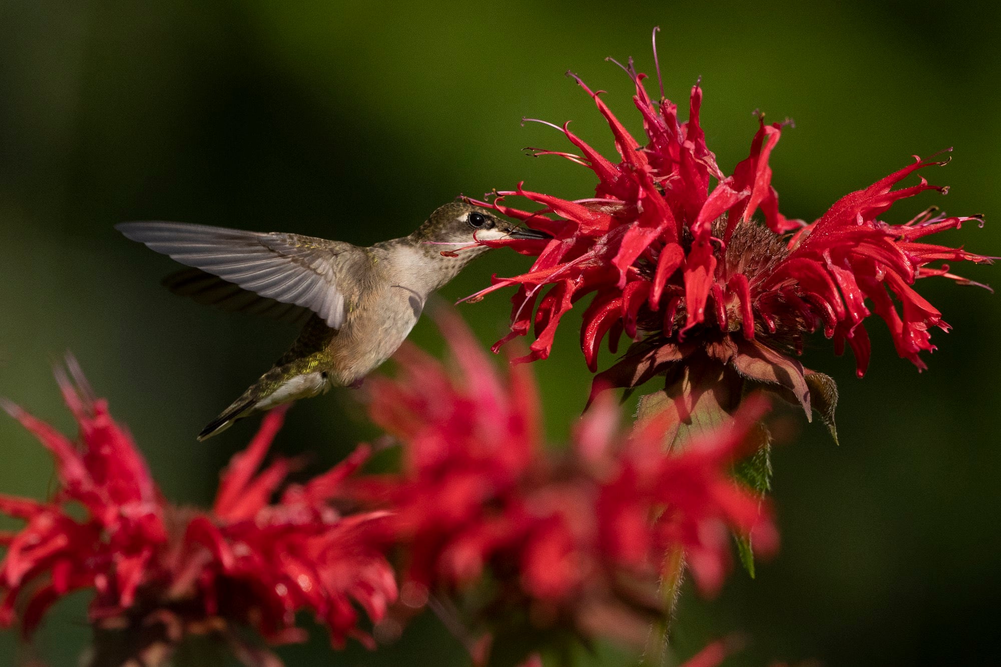 Photo by Melissa Groo. Sony Alpha 1. Sony 600mm f/4 G Master + 1.4X TC. 1/5000-sec., f/5.6, ISO 1600