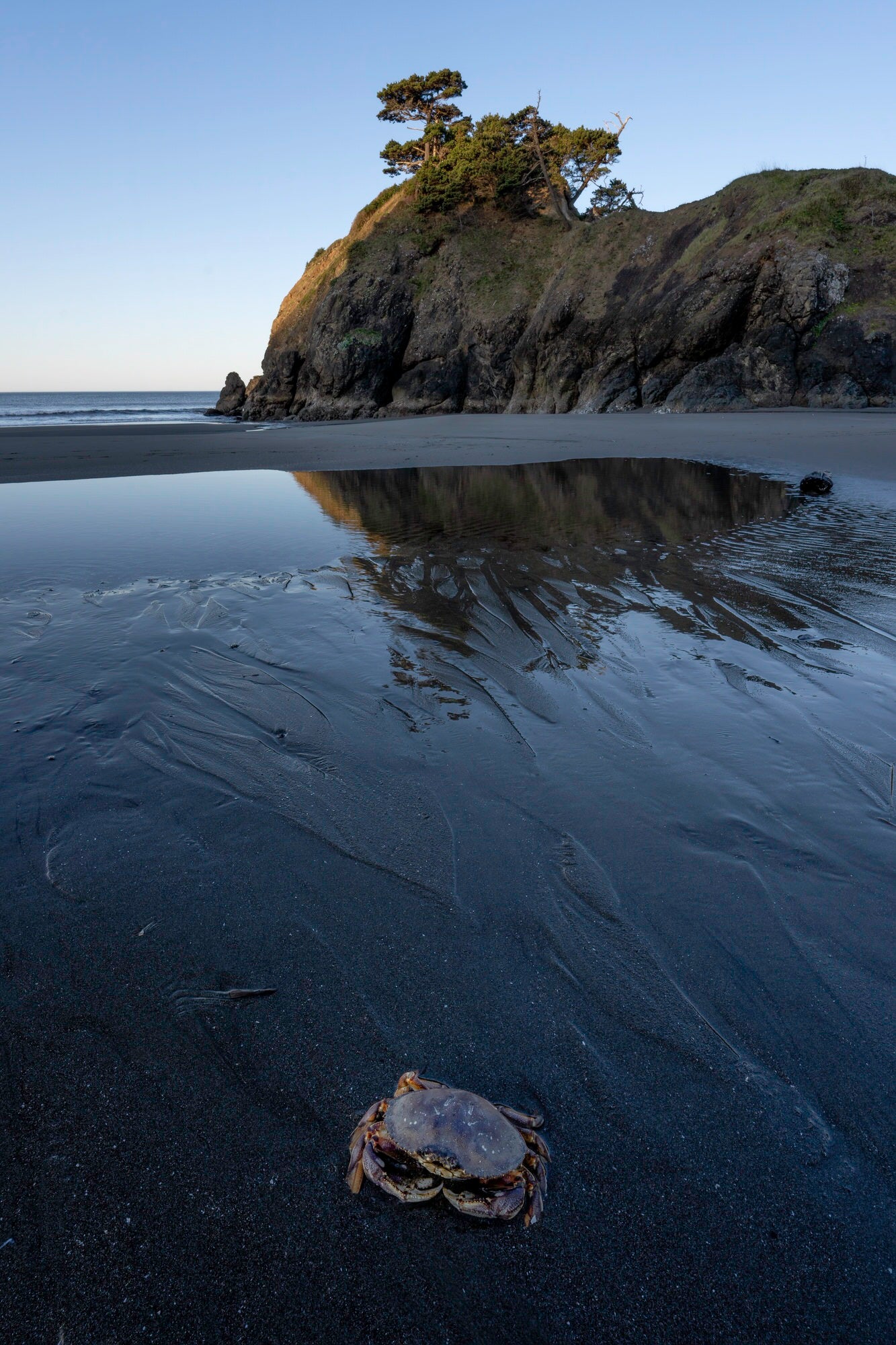 Sony-Alpha-Universe-Photo-by-Don-Smith-14mm-GM-Crab-on-Beach-at-Low-Tide-2.jpeg