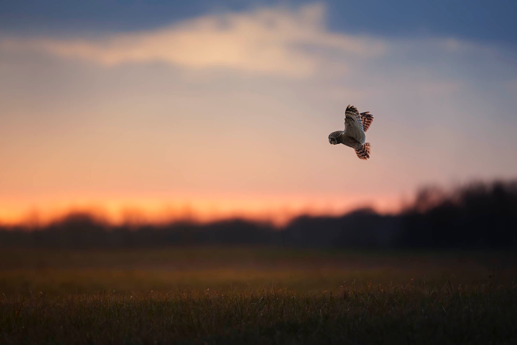 Bird mid-flight with a sunset in the background. Bird mid-flight with a sunset in the background.