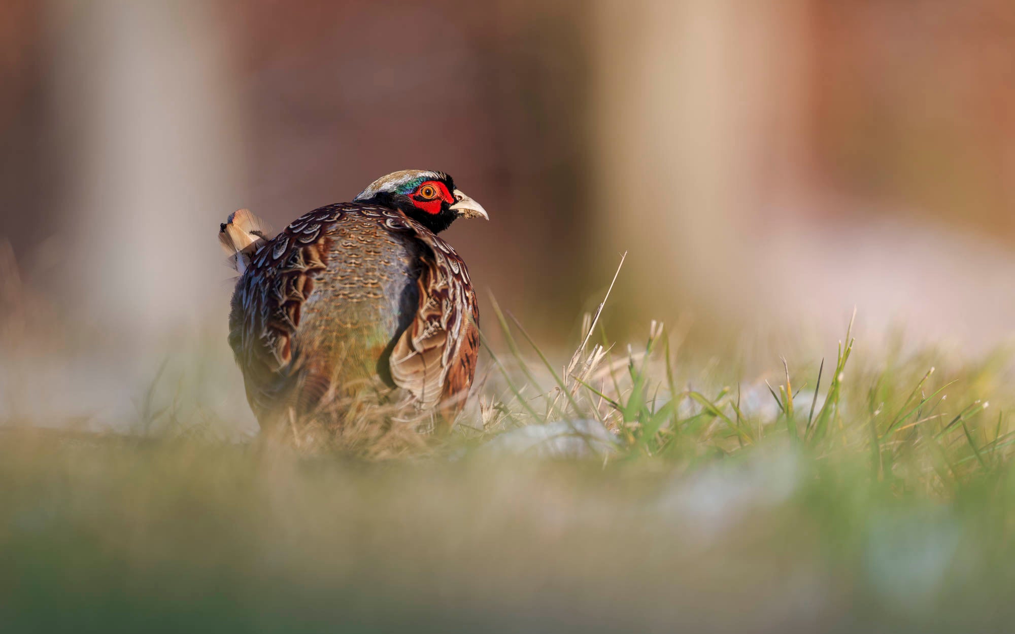 Pheasant standing in grass, Pheasant standing in grass,