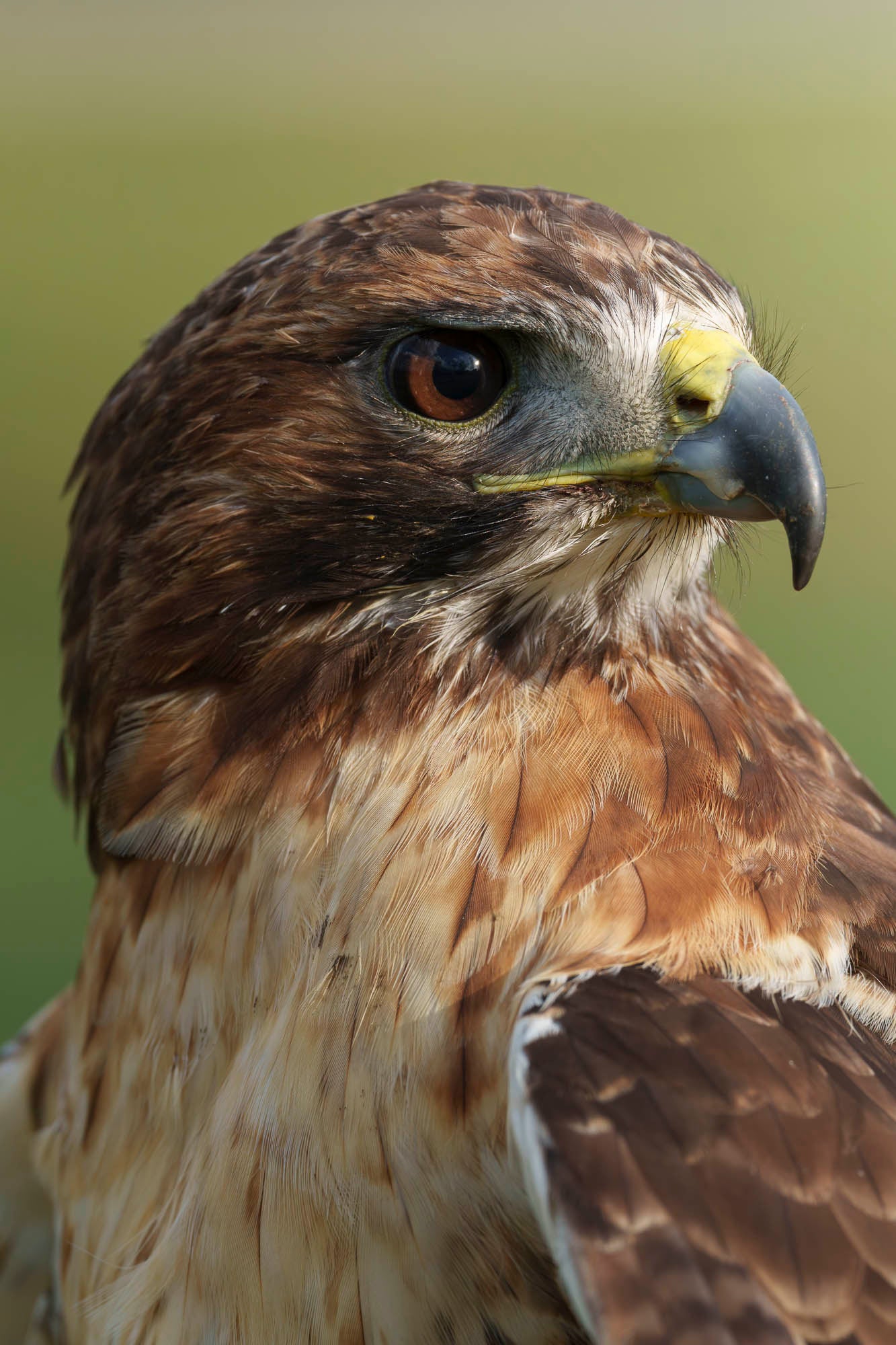 Close-up photo of a falcon Close-up photo of a falcon