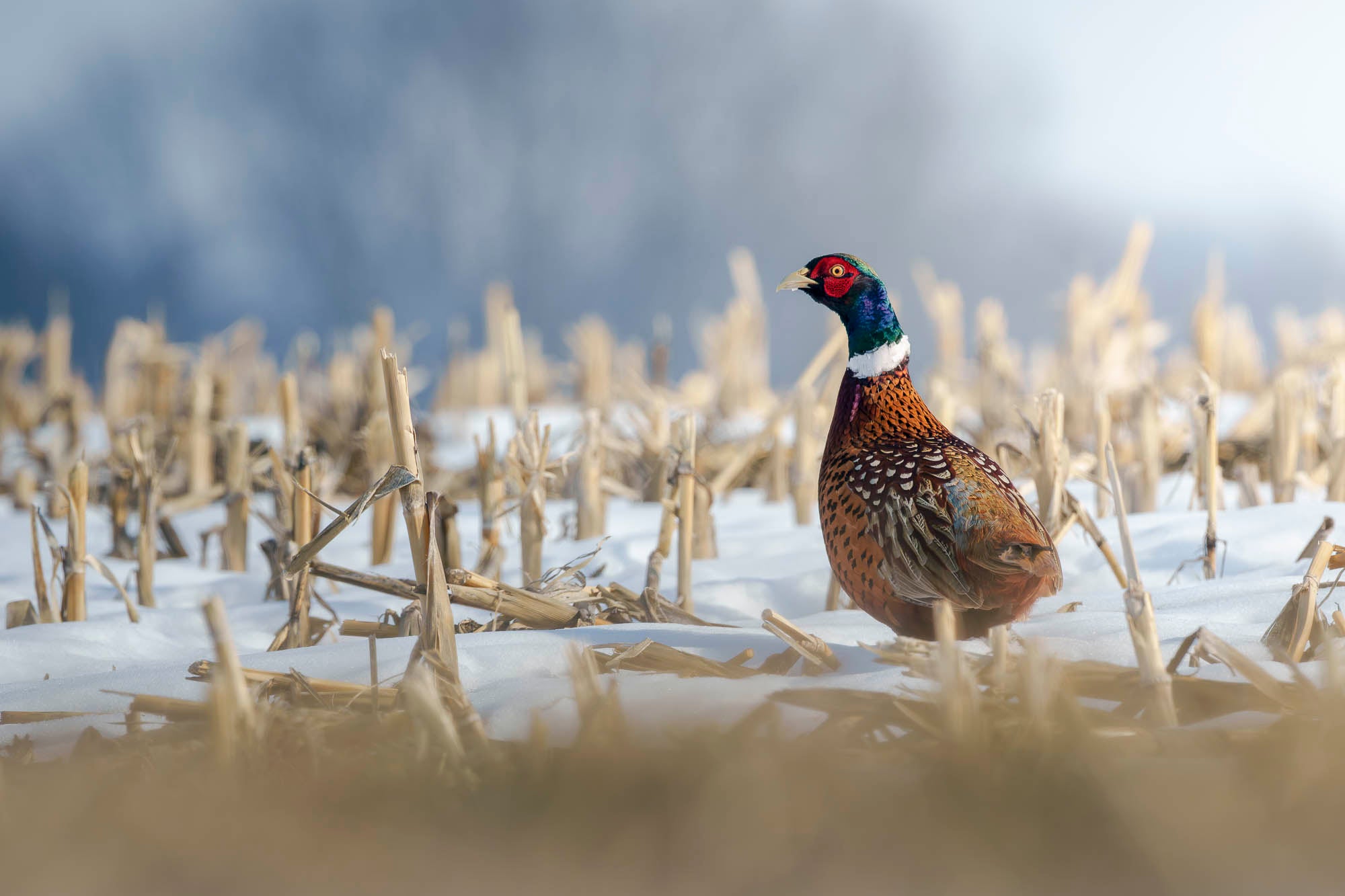 Pheasant walking through a snowy field of cut corn stalks. Pheasant walking through a snowy field of cut corn stalks.