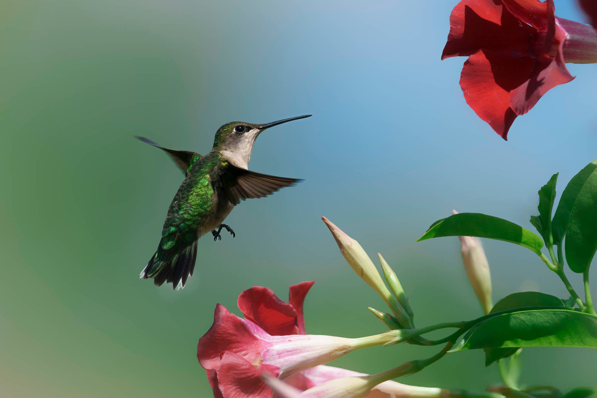 Hummingbird mid-flight approaching a flower. Hummingbird mid-flight approaching a flower.