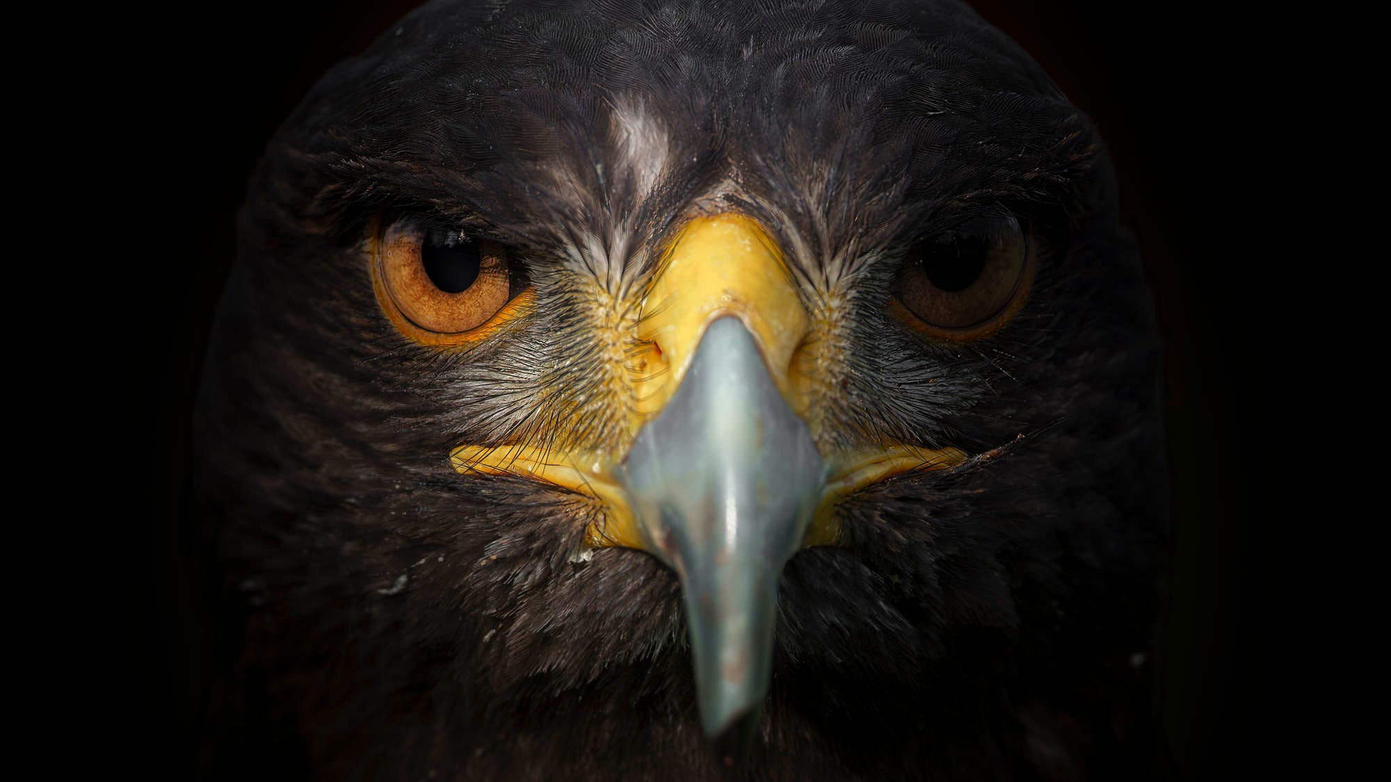 Straight-on close-up of a falcon. Straight-on close-up of a falcon.