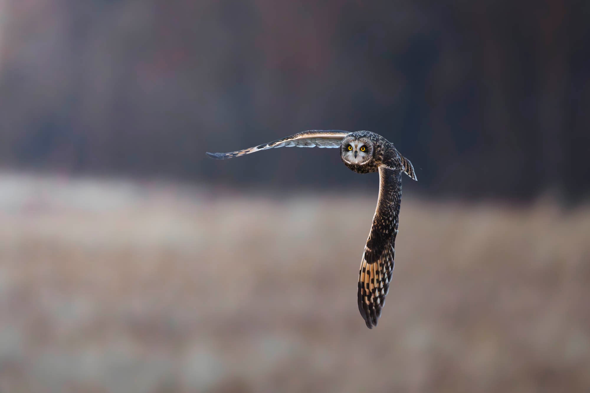 Owl with wings spread mid-flight. Owl with wings spread mid-flight.