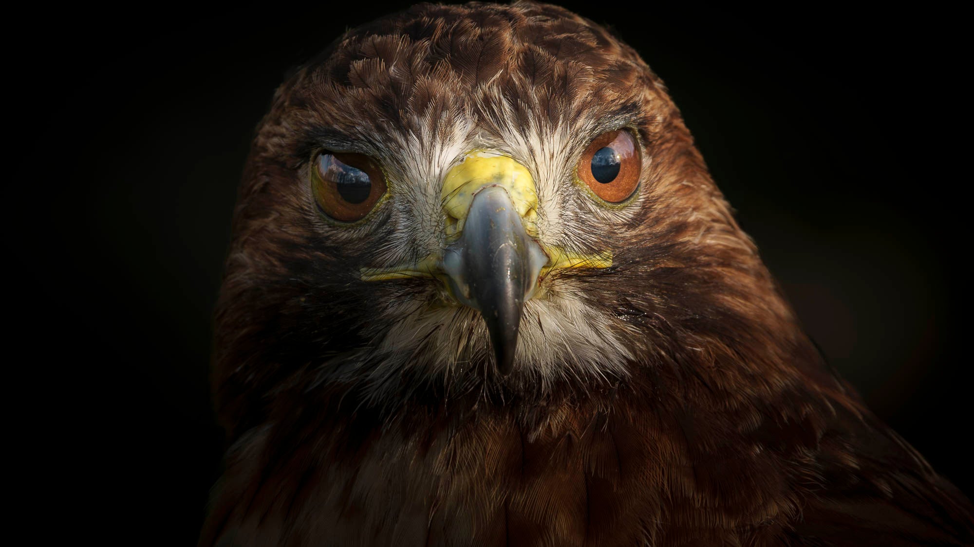 Straight-on close-up of a falcon. Straight-on close-up of a falcon.