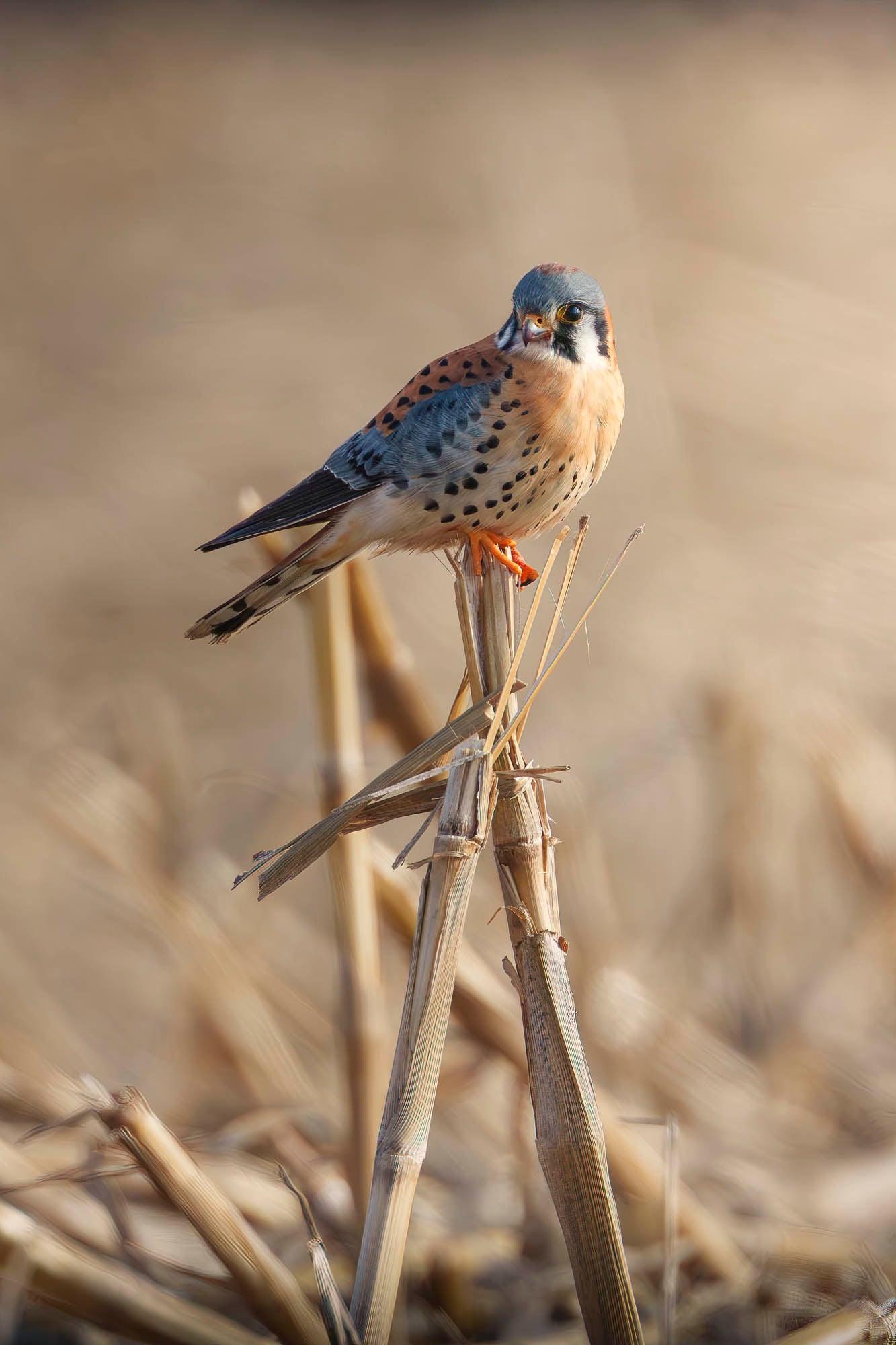 Bird perches on stalk. Bird perches on stalk.