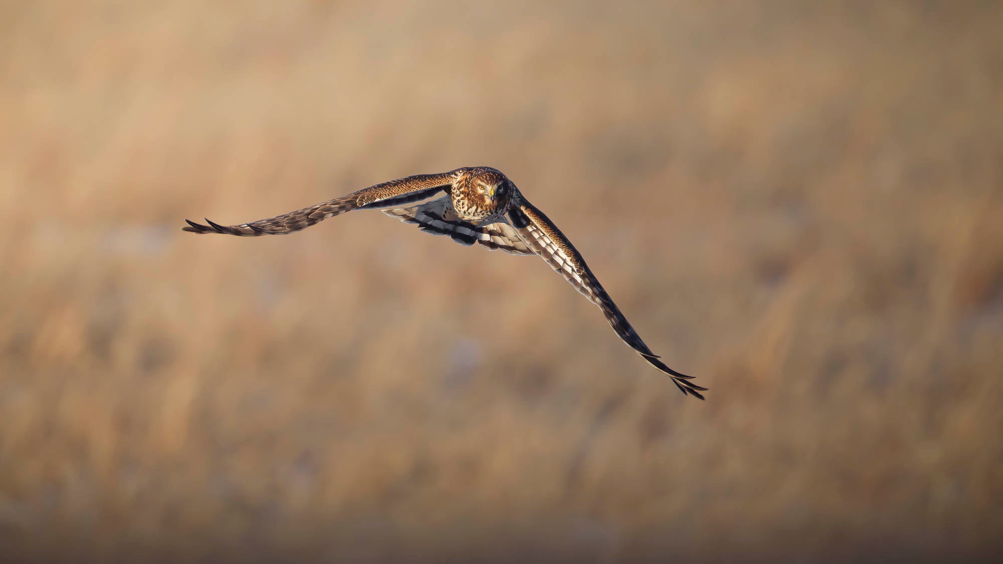 Falcon with wings spread mid-flight. Falcon with wings spread mid-flight.