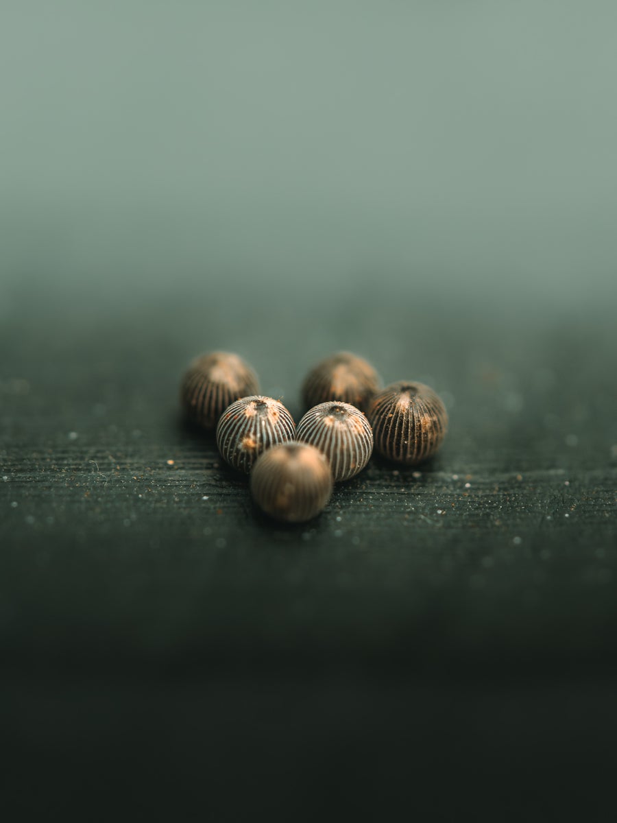jpeg/alpha-universe-wimb-rebekka-plattner-butterfly_eggs-1200_boundslt6d0z.jpeg?height=1200&fit=bounds