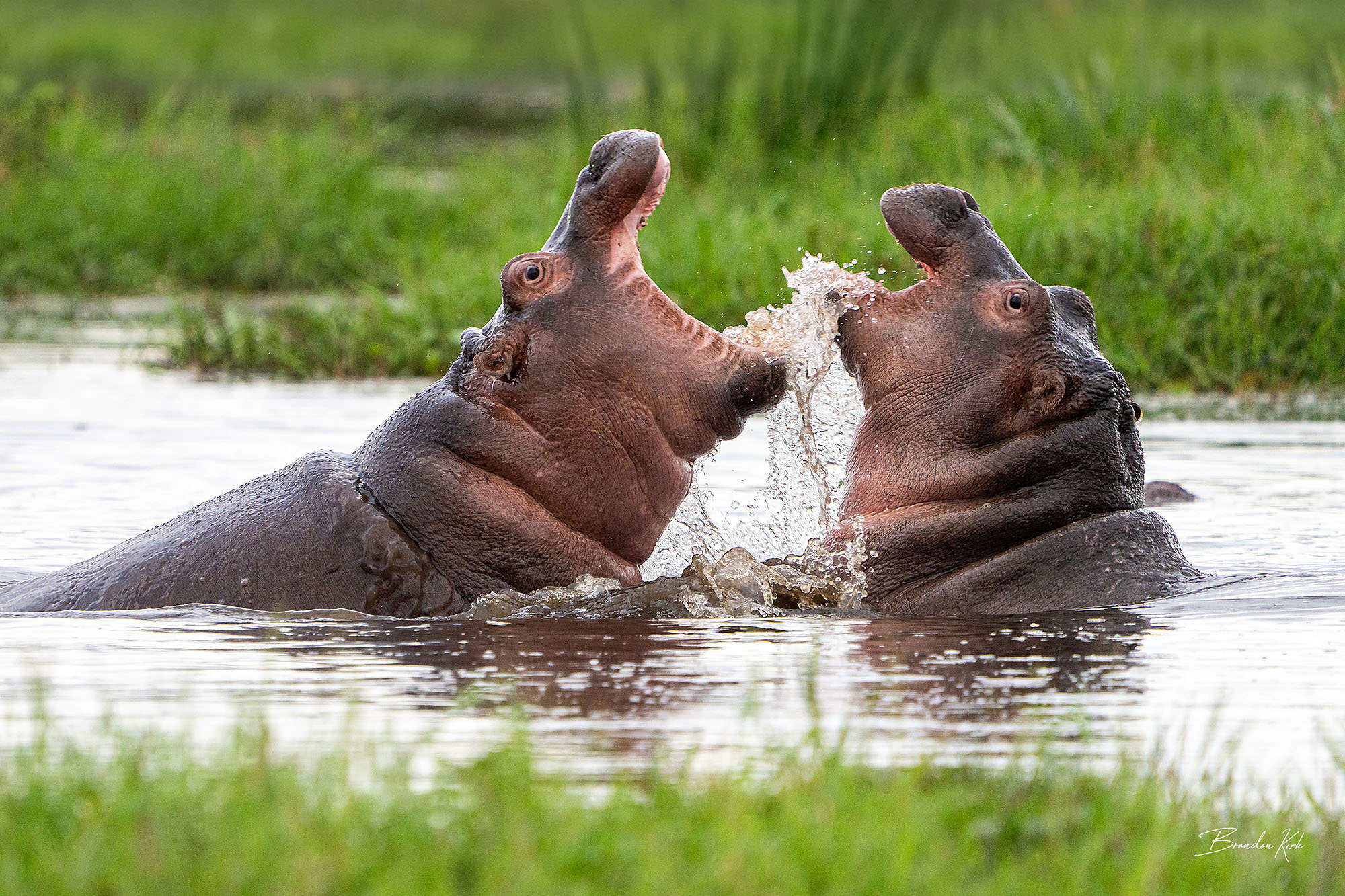 Two hippos clash with open jaws, splashing water during a territorial fight.
