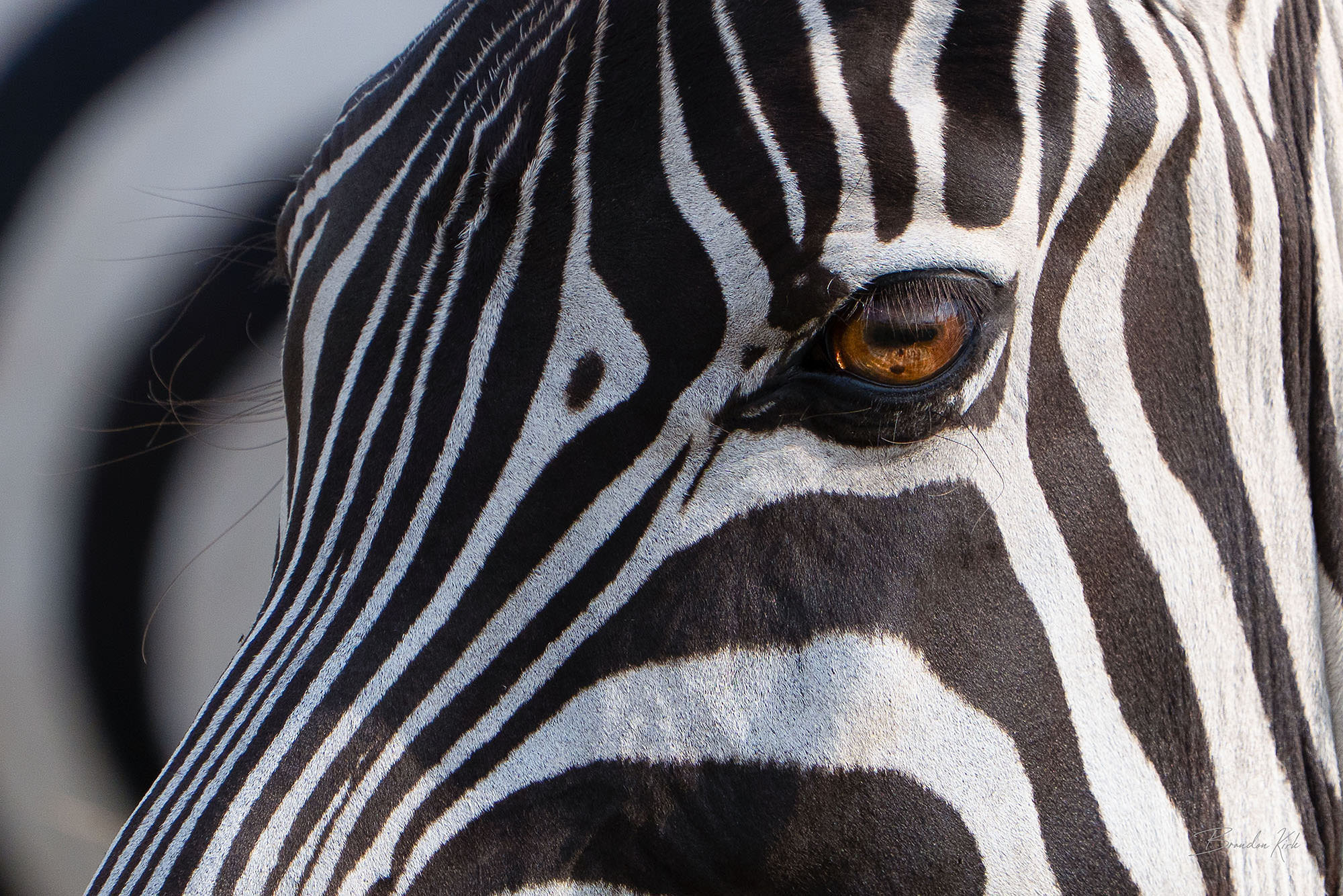 Close-up of a zebra&rsquo;s eye with bold black-and-white facial stripes.
